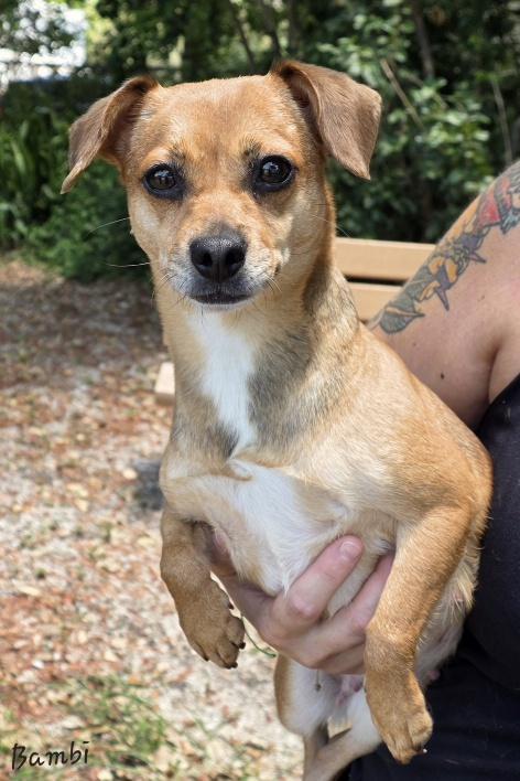 Bambi, an adopted mixed breed in Key Largo, FL image 5/6
