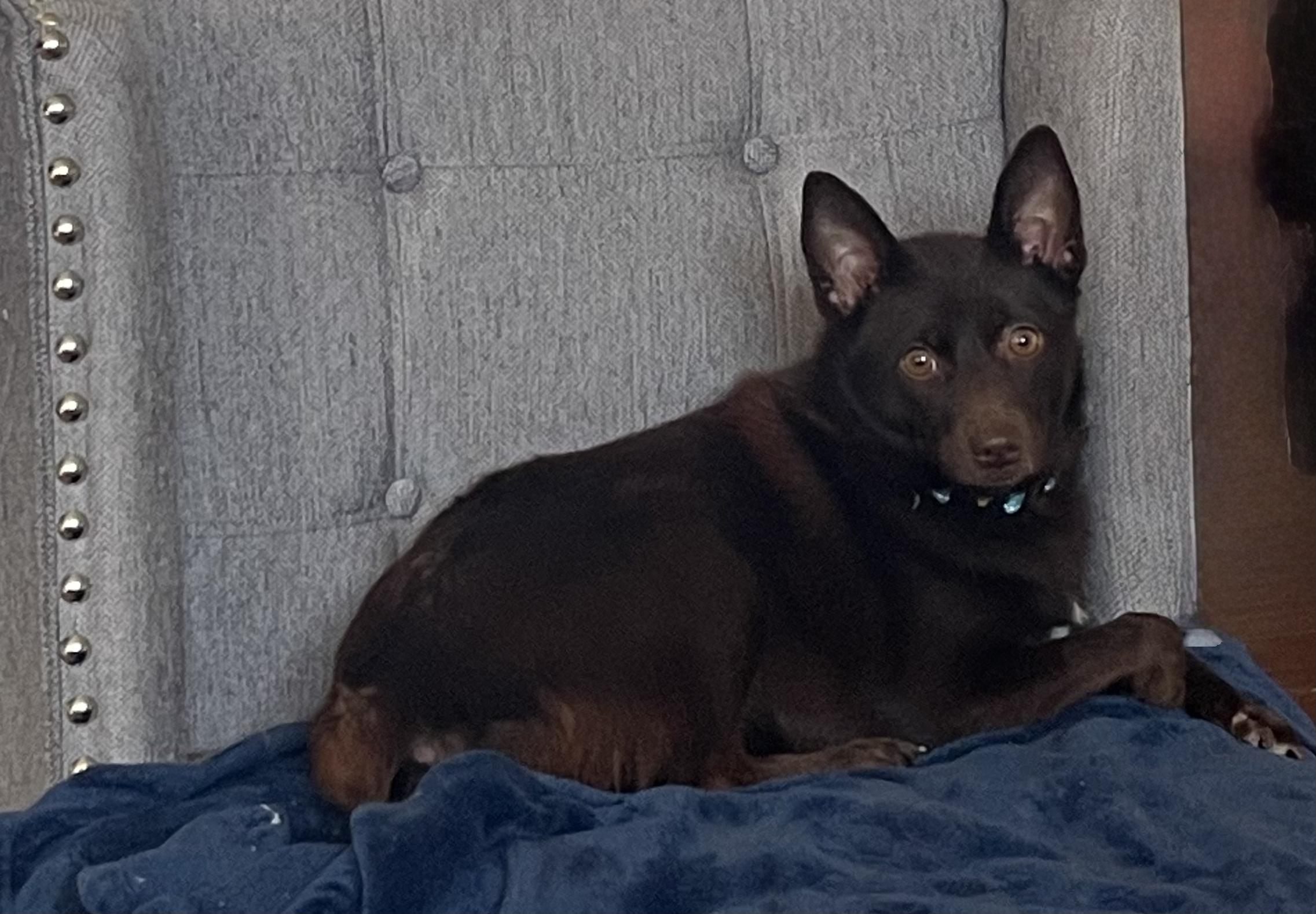 Enlarge Dakota, an adopted mixed breed in Murrieta, CA image 1/4