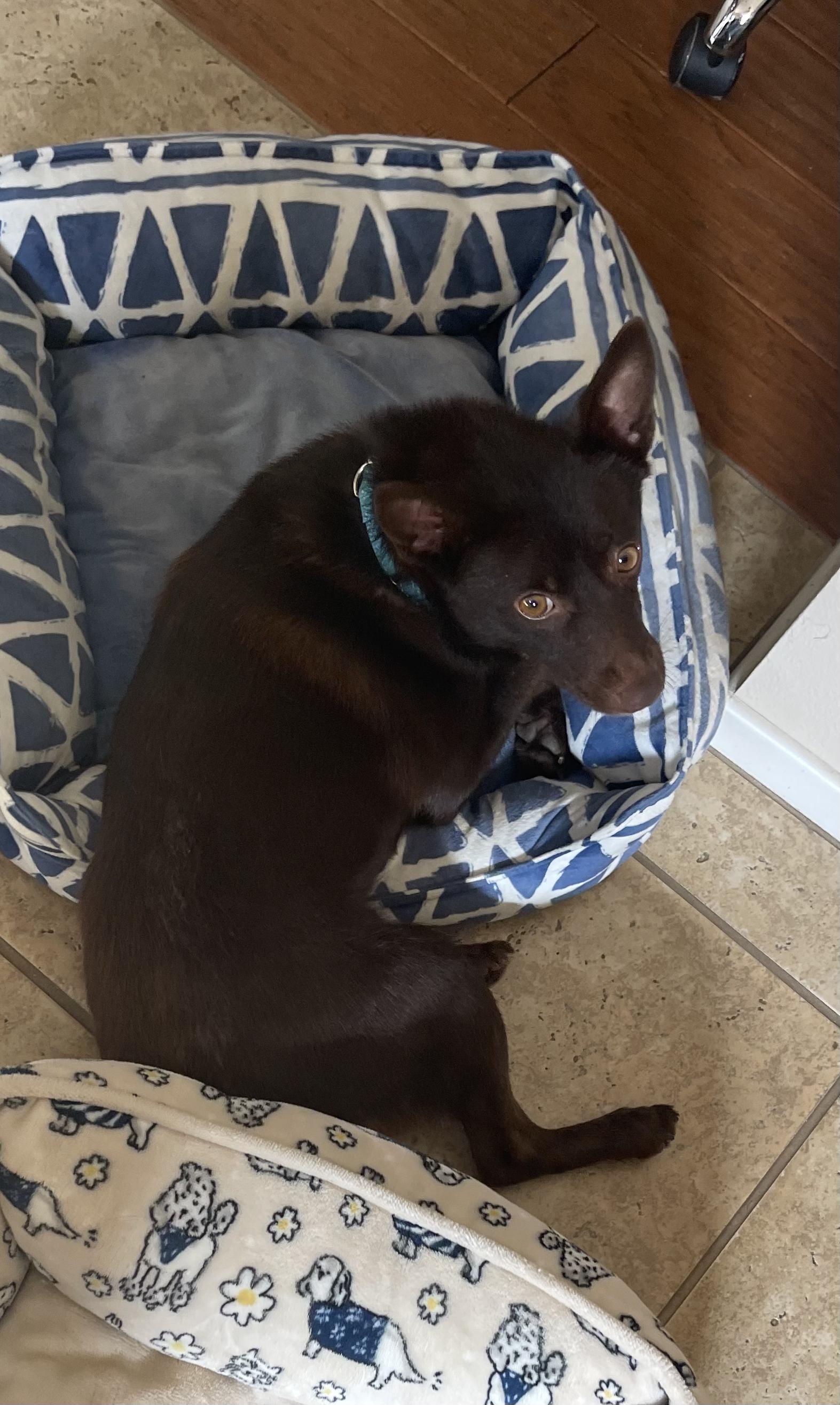 Enlarge Dakota, an adopted mixed breed in Murrieta, CA image 4/4