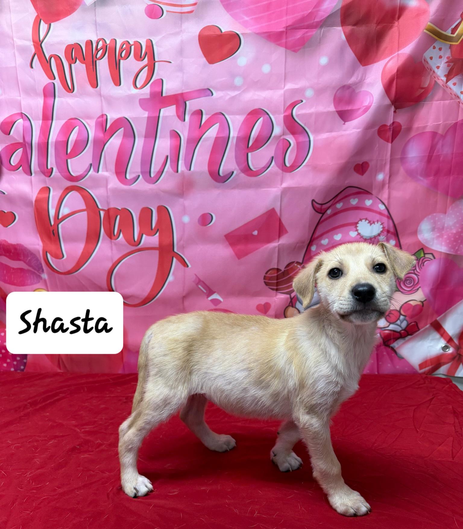 Shasta, ADOPTABLE, Puppy Female Akbash.