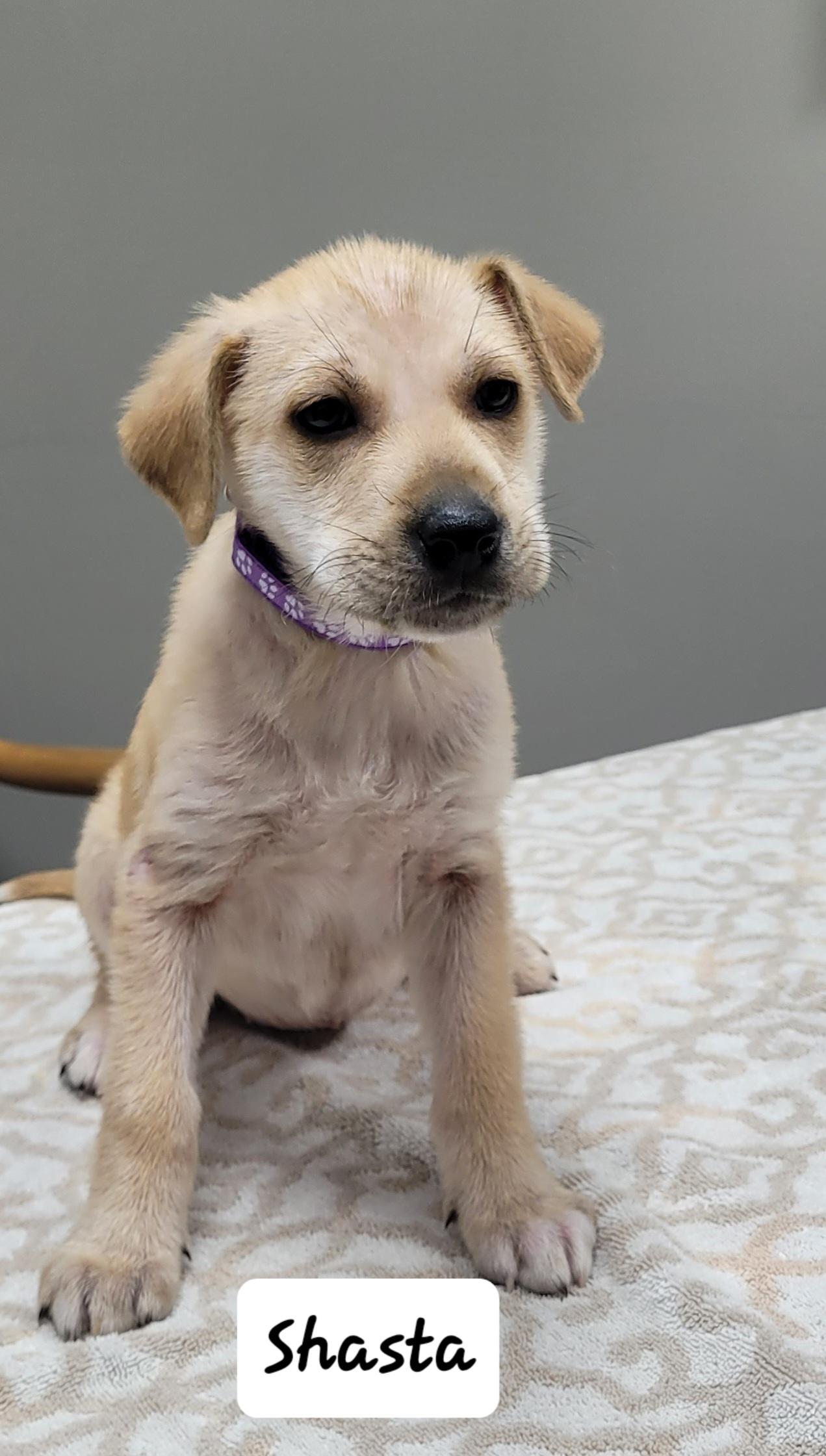 Enlarge Shasta, a ADOPTABLE mixed breed in Urbana, OH image 1/1