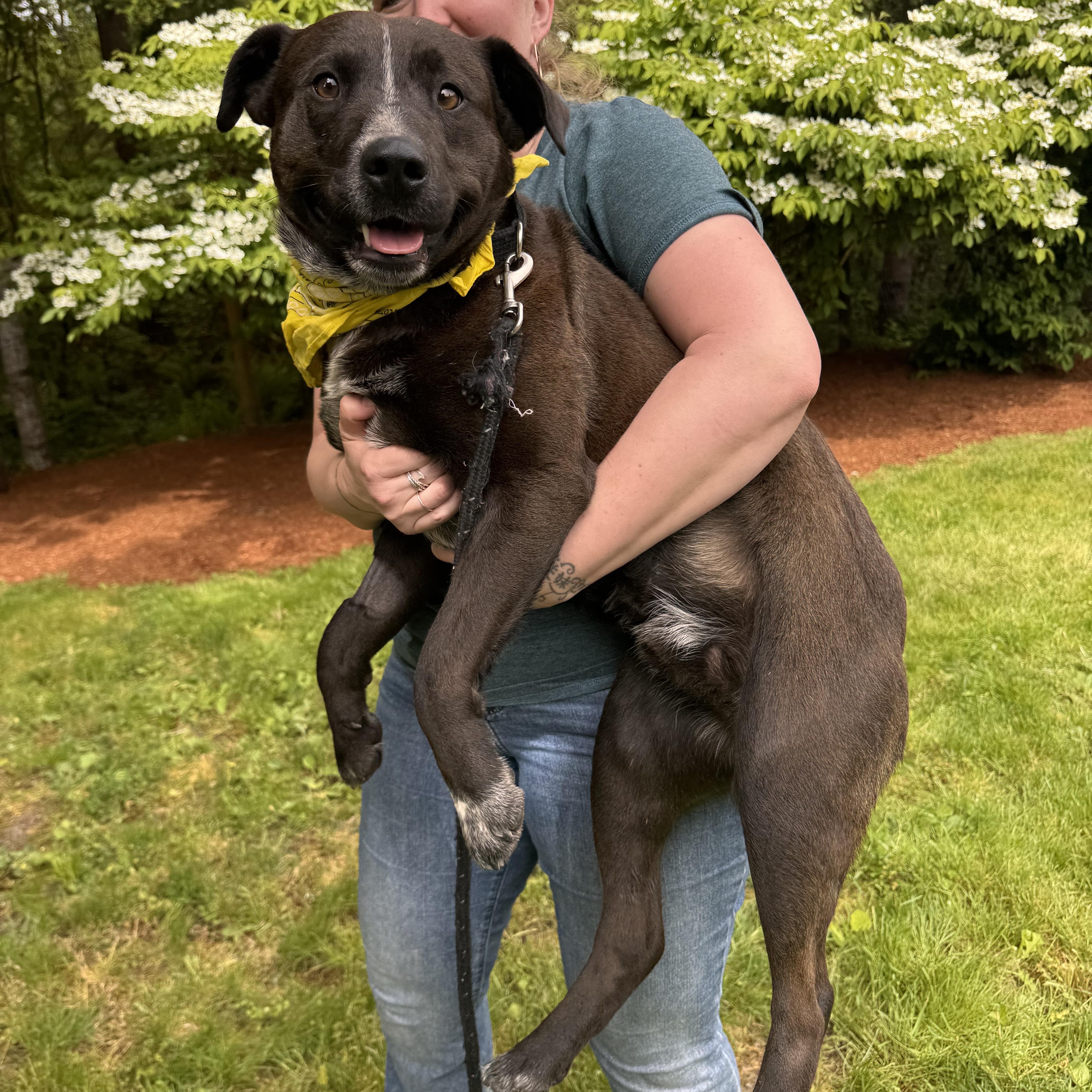 Roberto, an adoptable Black Labrador Retriever, Australian Cattle Dog / Blue Heeler in Hayden, ID, 83835 | Photo Image 3