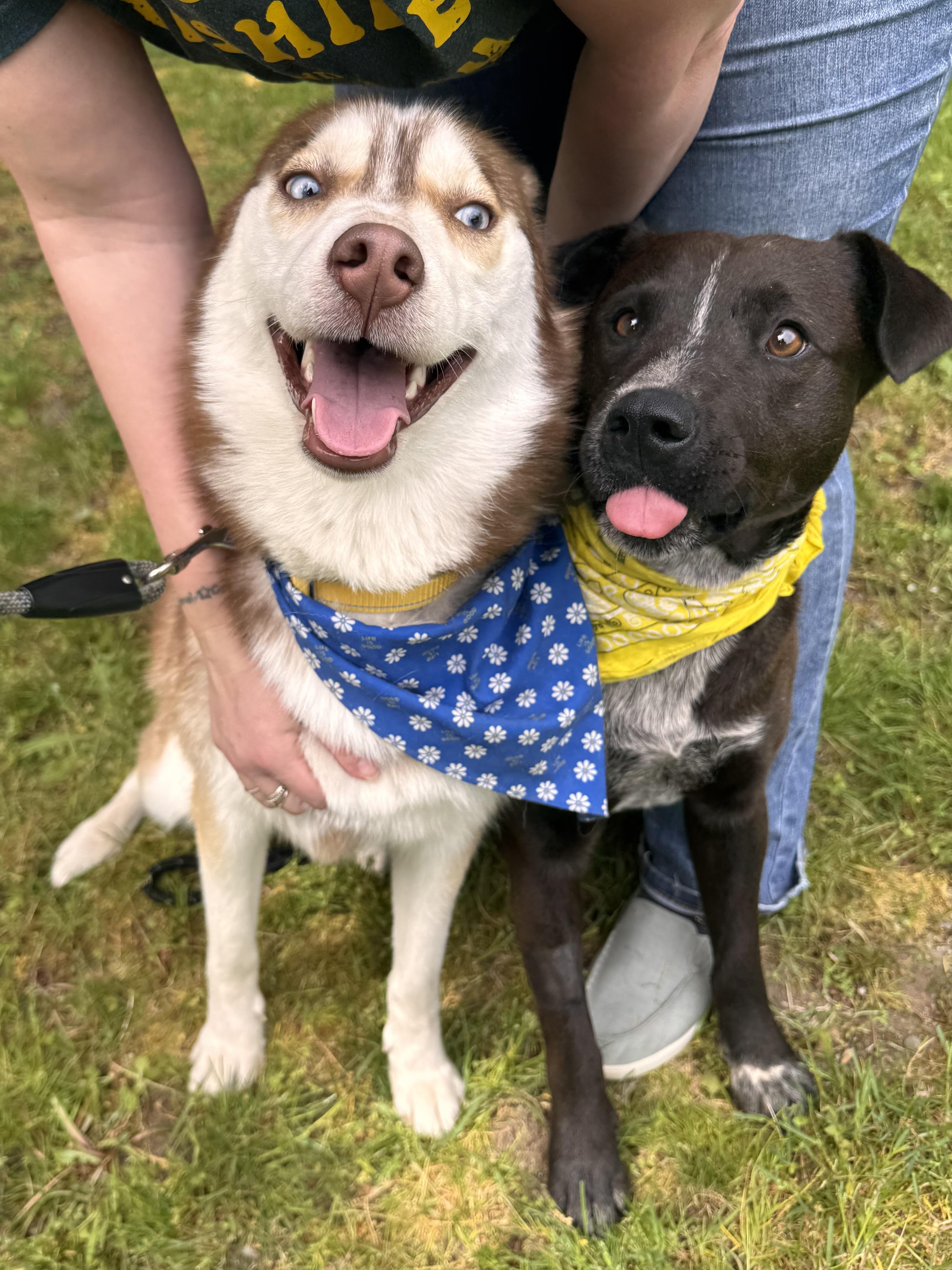Roberto, an adoptable Black Labrador Retriever, Australian Cattle Dog / Blue Heeler in Hayden, ID, 83835 | Photo Image 2