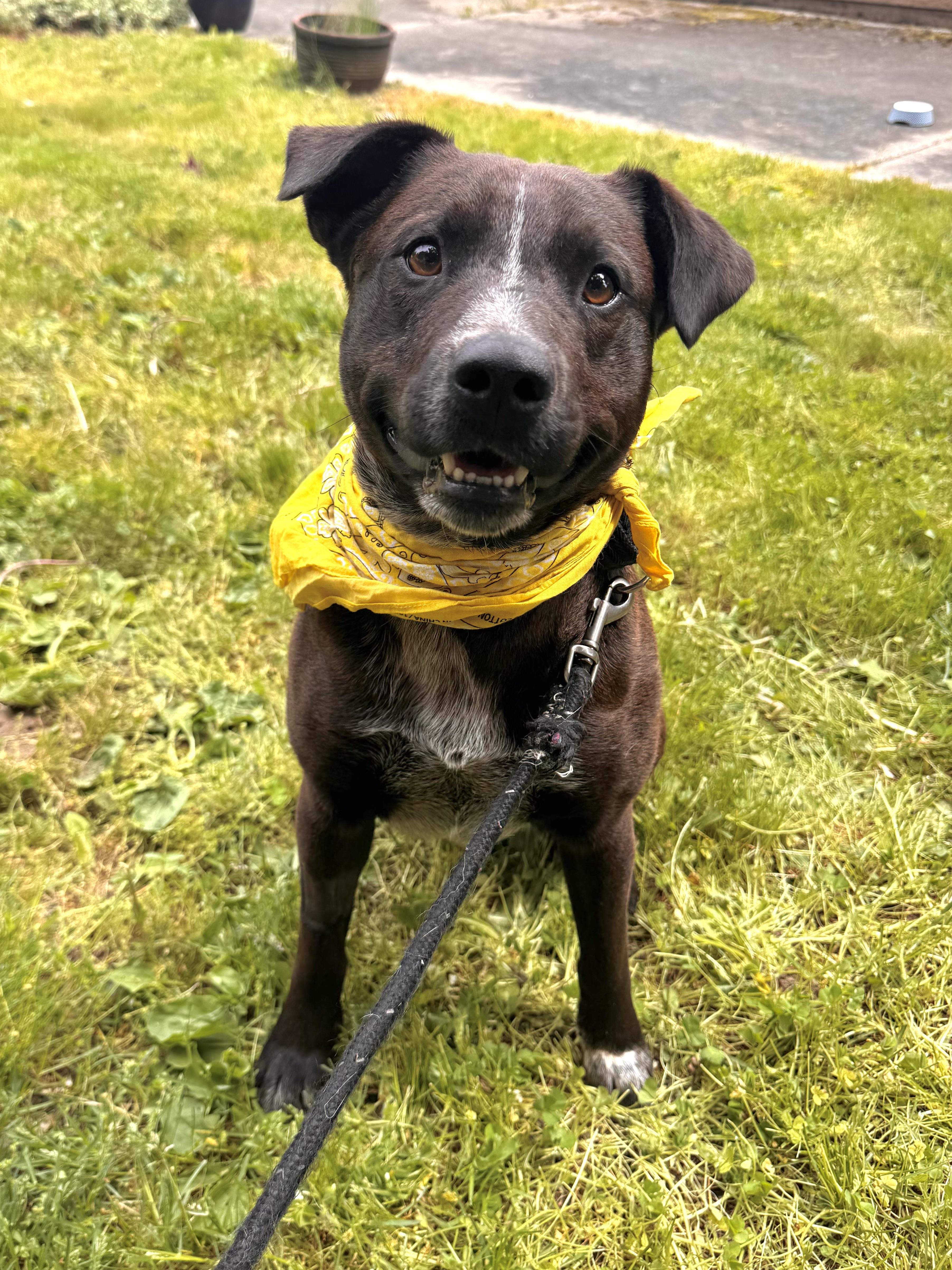 Roberto, Adult Male Black Labrador Retriever
