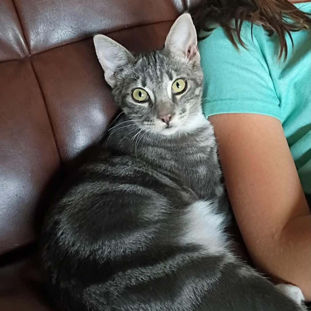 Enlarge Clancy, a Adoptable Tabby in Tehachapi, CA image 1/4