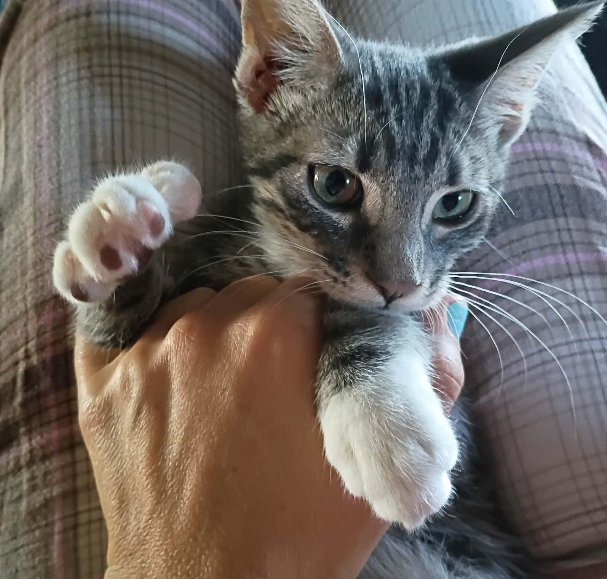 Clancy, a ADOPTABLE Tabby in Tehachapi, CA image 3/3