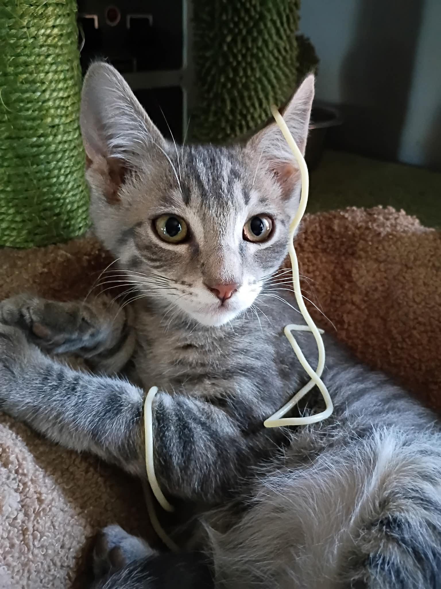 Clancy, ADOPTABLE, Kitten Male Tabby.