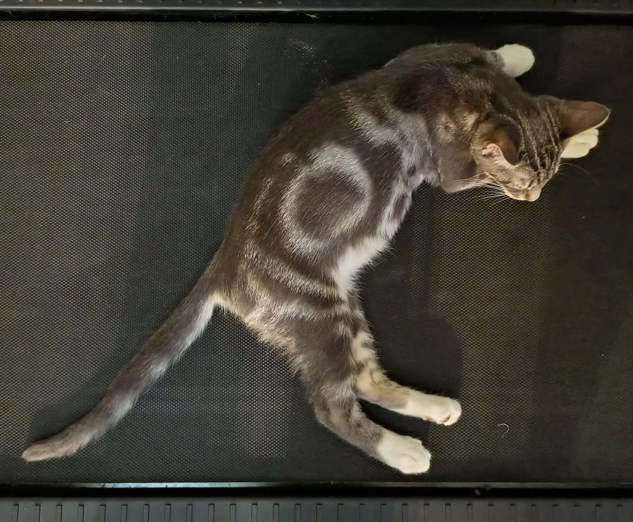 Clancy, a ADOPTABLE Tabby in Tehachapi, CA image 2/3