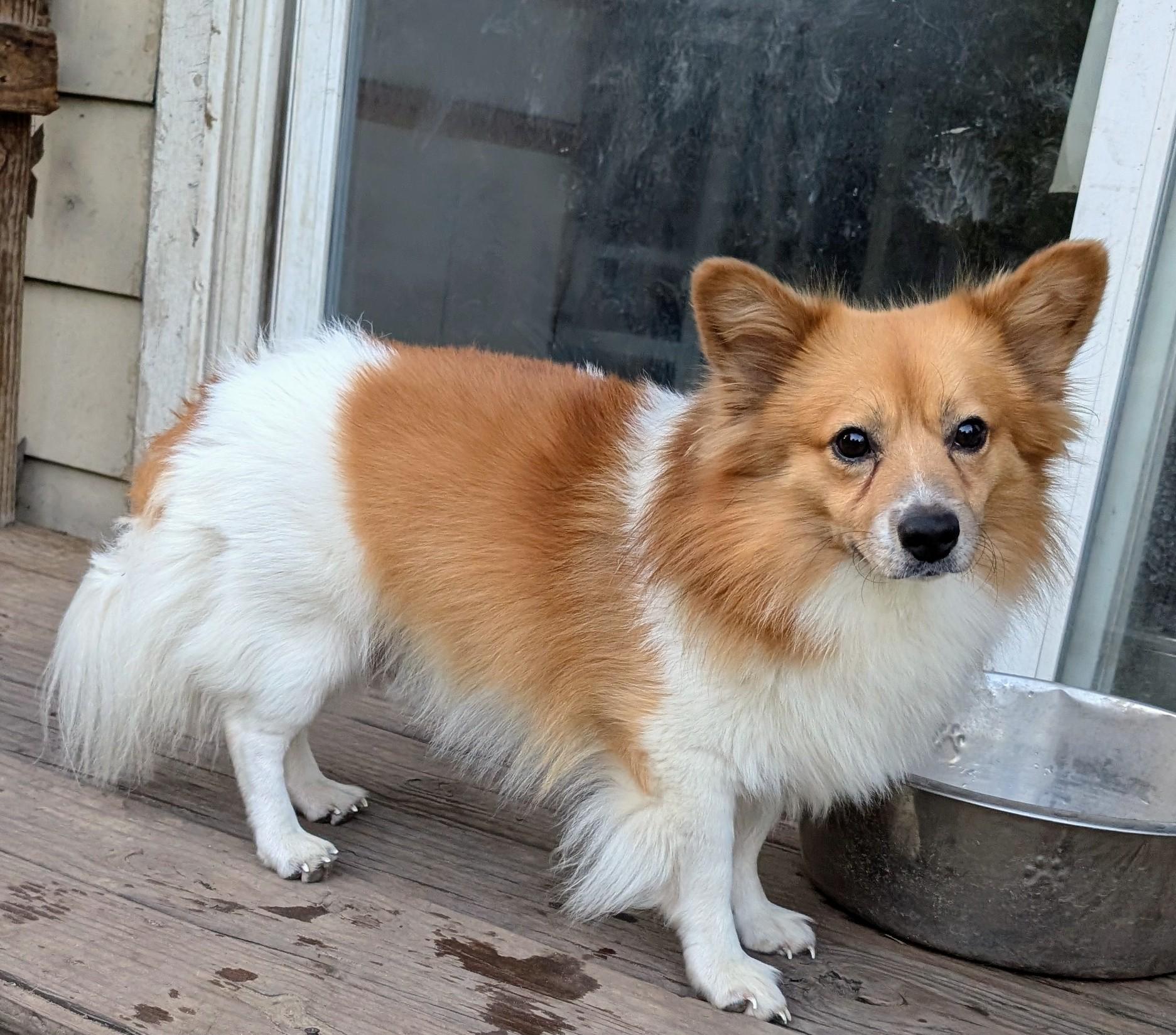 Enlarge Sammy, a Adoptable Cardigan Welsh Corgi in Homer Glen, IL image 2/3