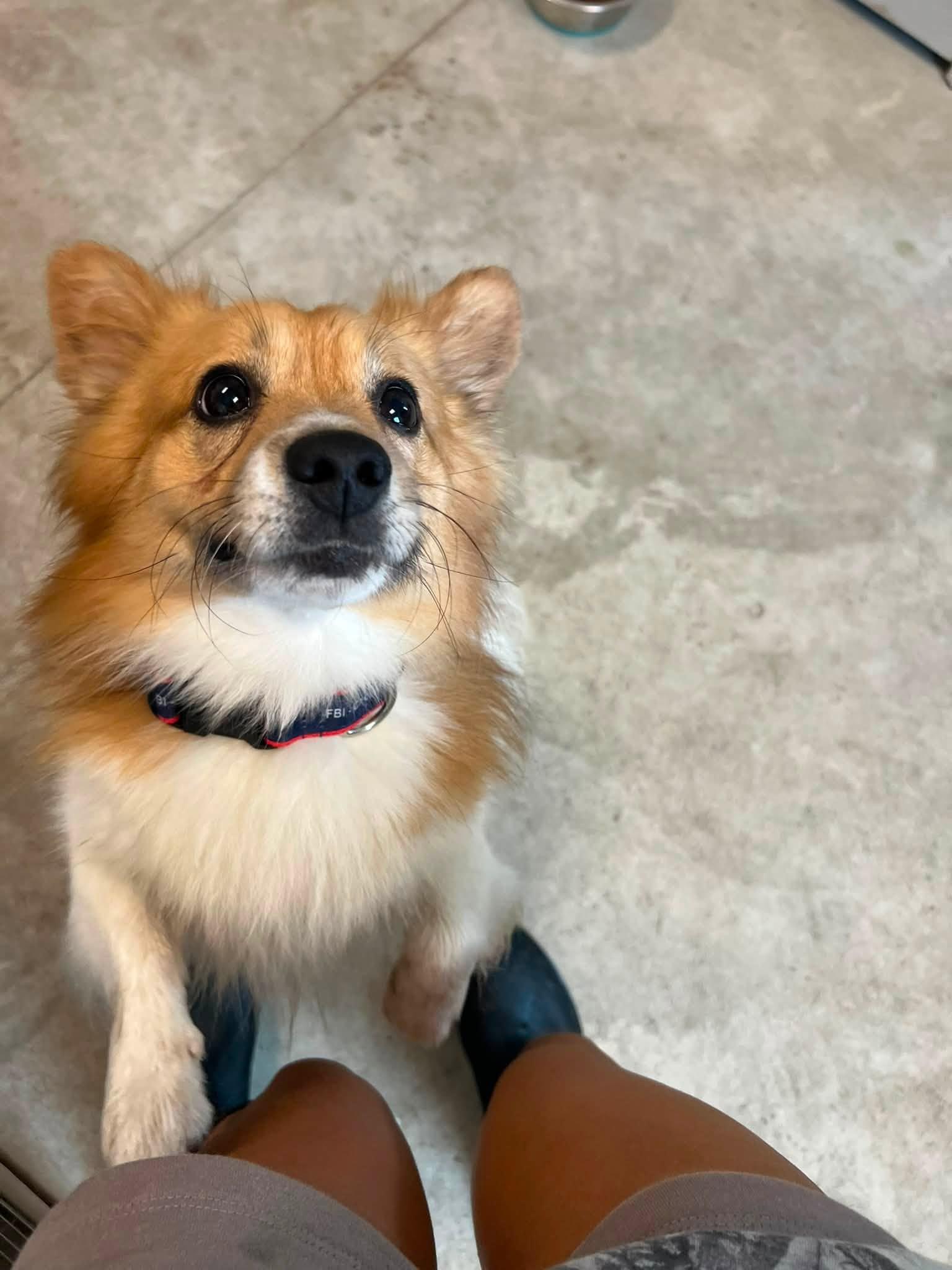 Enlarge Sammy, a ADOPTABLE Pembroke Welsh Corgi in Homer Glen, IL image 6/6