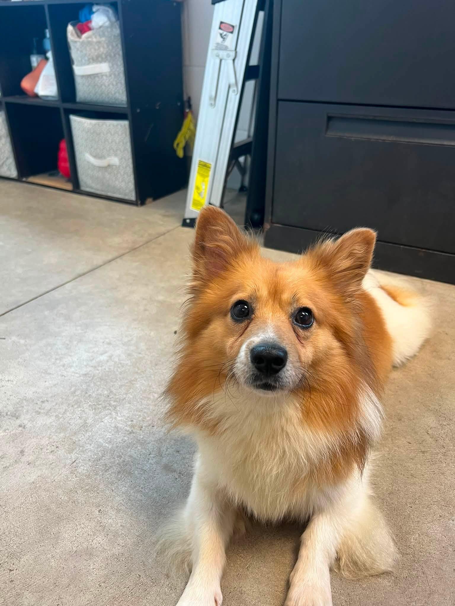 Enlarge Sammy, a ADOPTABLE Pembroke Welsh Corgi in Homer Glen, IL image 5/6