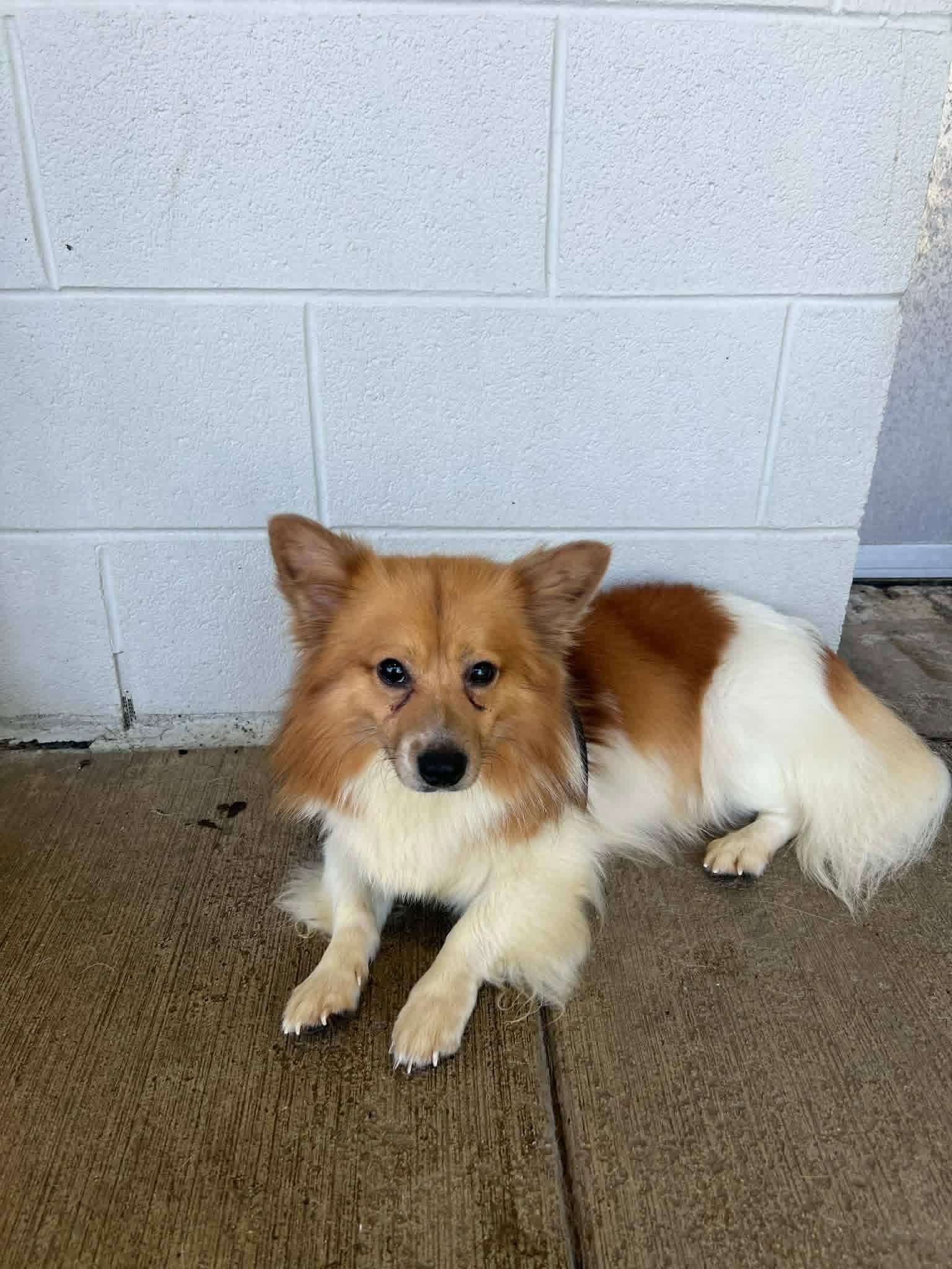 Enlarge Sammy, a ADOPTABLE Pembroke Welsh Corgi in Homer Glen, IL image 2/6