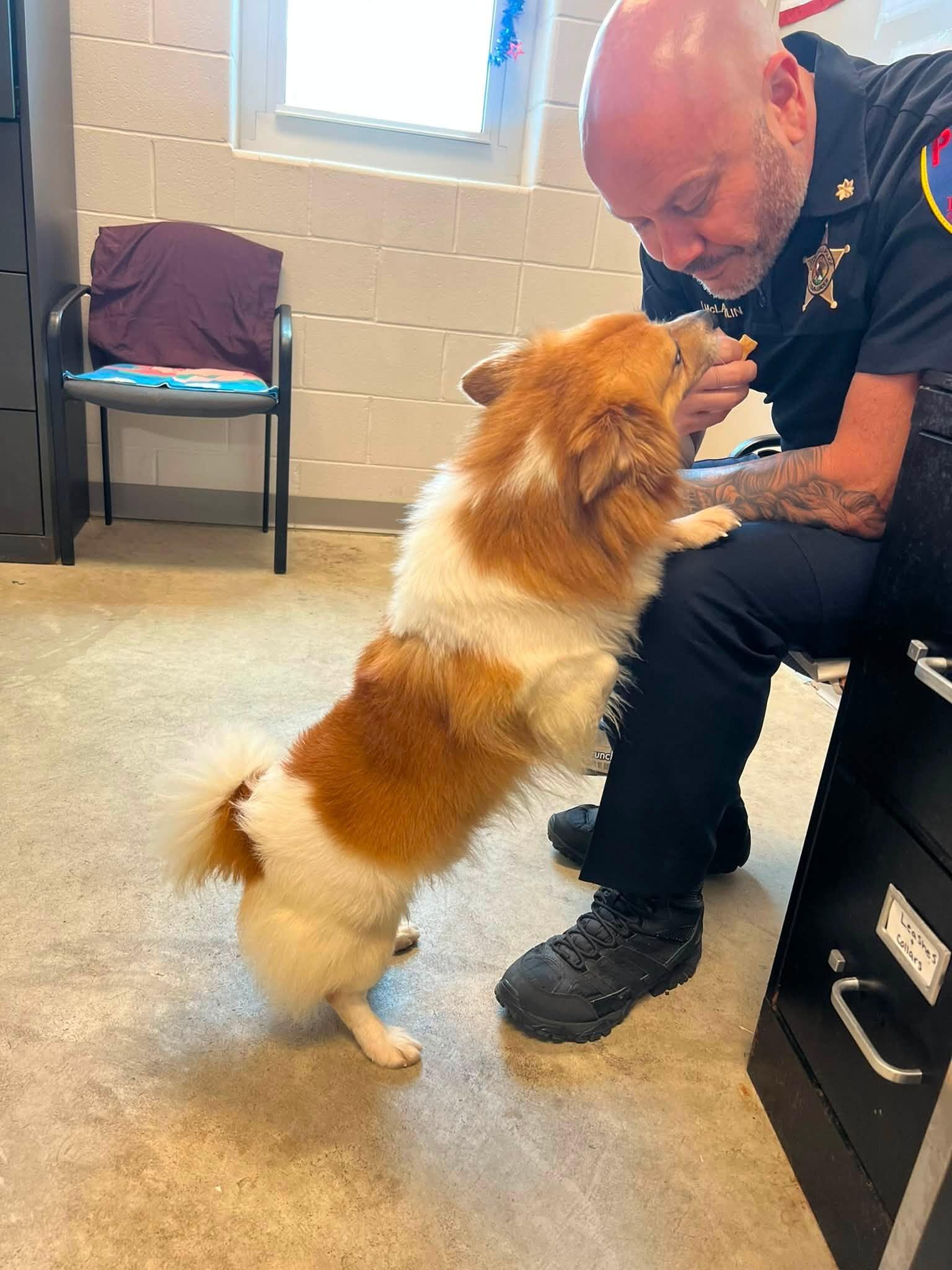 Enlarge Sammy, a ADOPTABLE Pembroke Welsh Corgi in Homer Glen, IL image 4/6