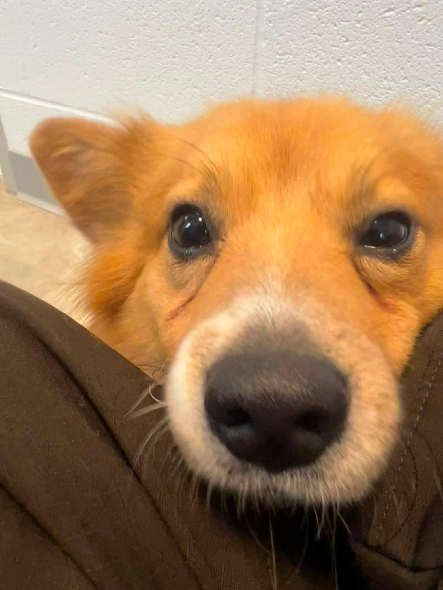 Enlarge Sammy, a ADOPTABLE Pembroke Welsh Corgi in Homer Glen, IL image 3/6