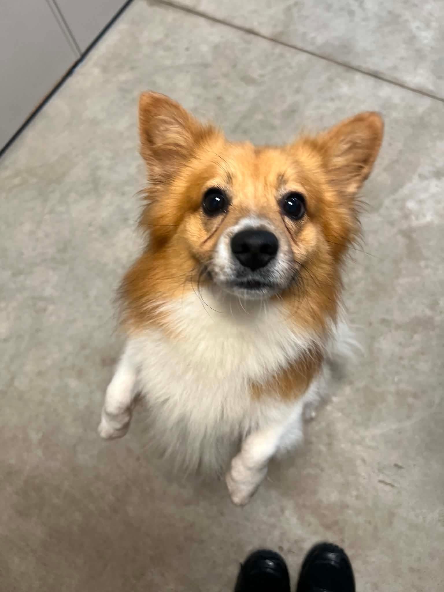 Sammy, ADOPTABLE, Adult Male Pembroke Welsh Corgi.