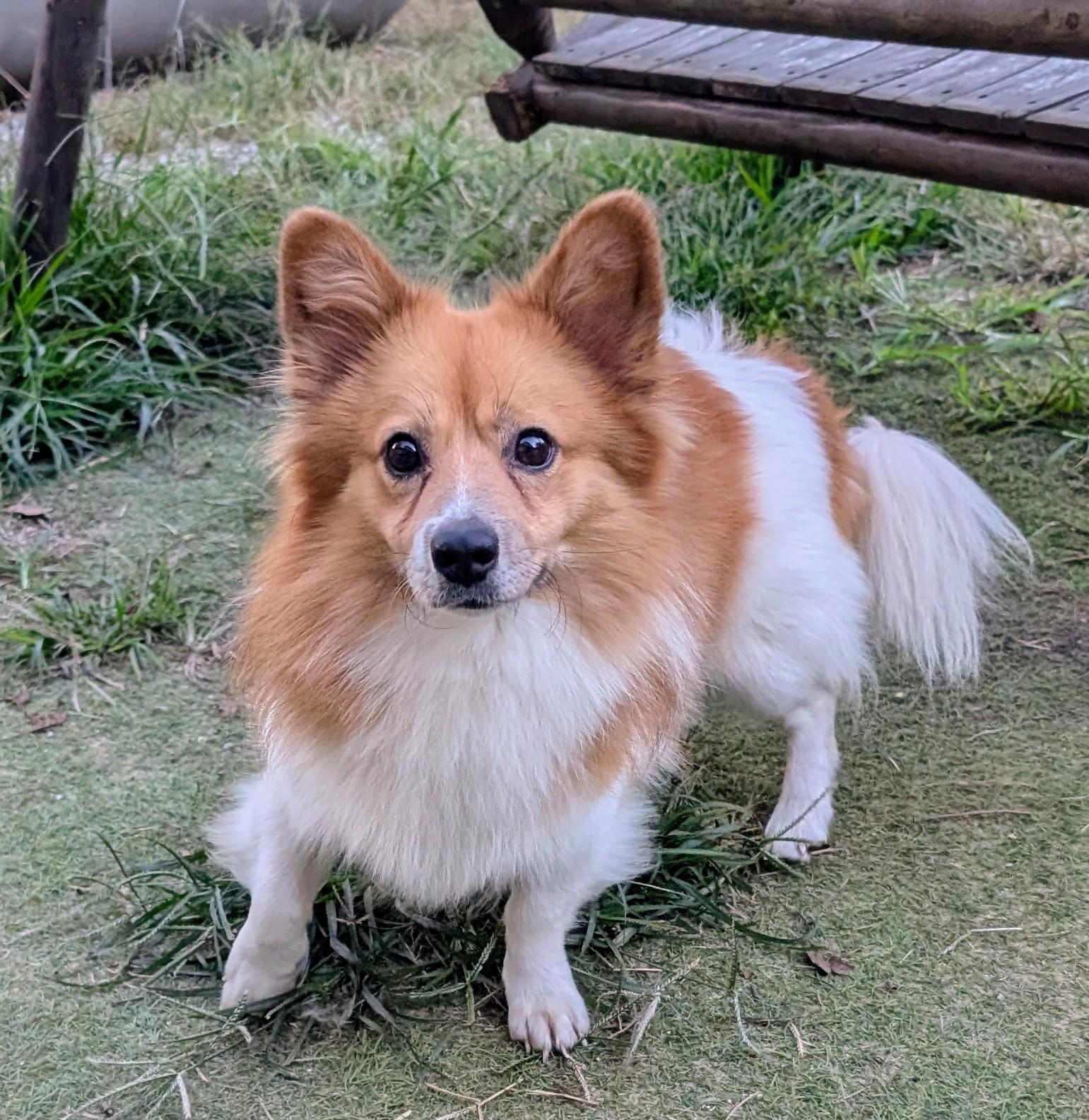 Enlarge Sammy, a Adoptable Cardigan Welsh Corgi in Homer Glen, IL image 1/3