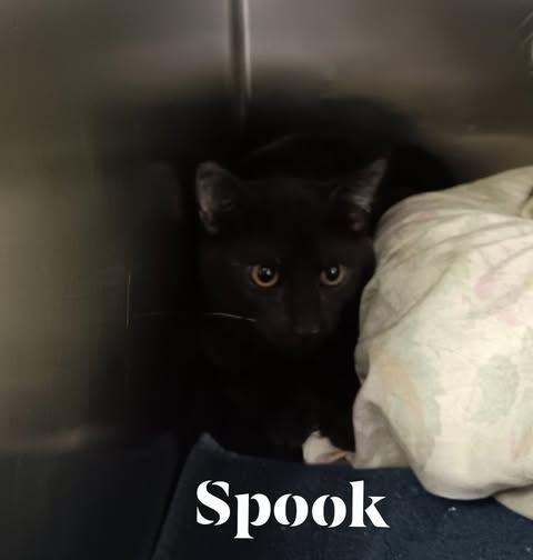 Spook, Adoptable, Young Male Domestic Short Hair.