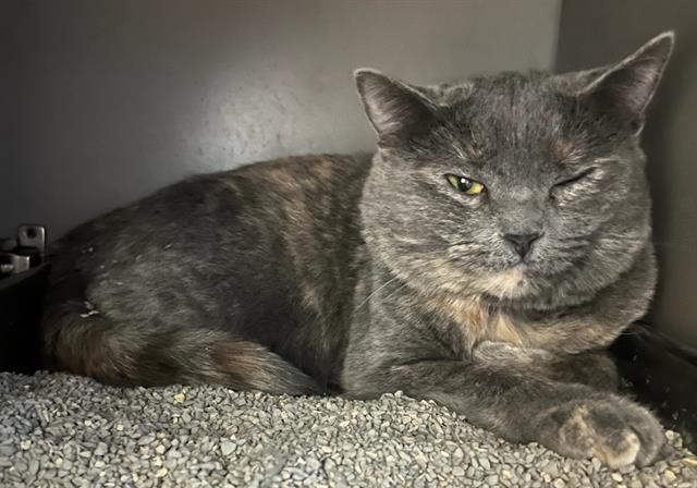 NANDA DEVI, Adoptable, Young Female Domestic Short Hair.