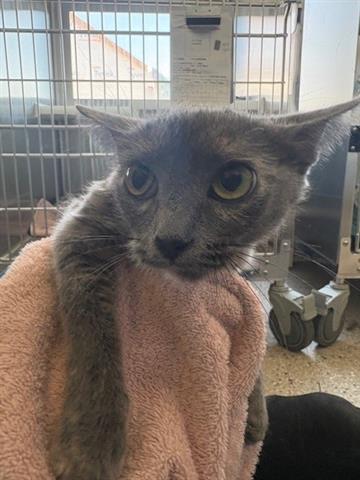 NANDA DEVI, Adoptable, Young Female Domestic Short Hair.