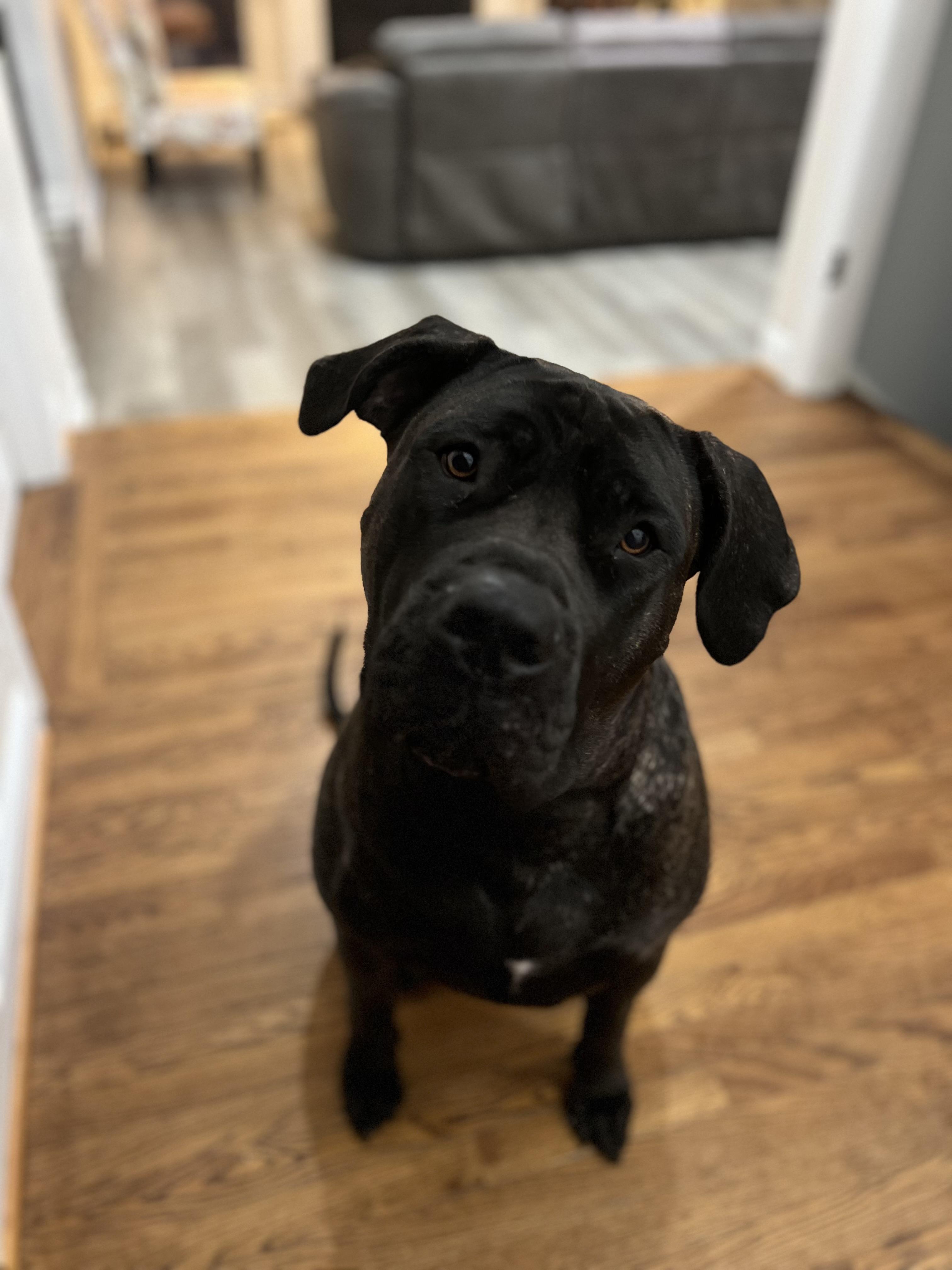 Star, a Adoptable Presa Canario in Limekiln, PA image 1/5