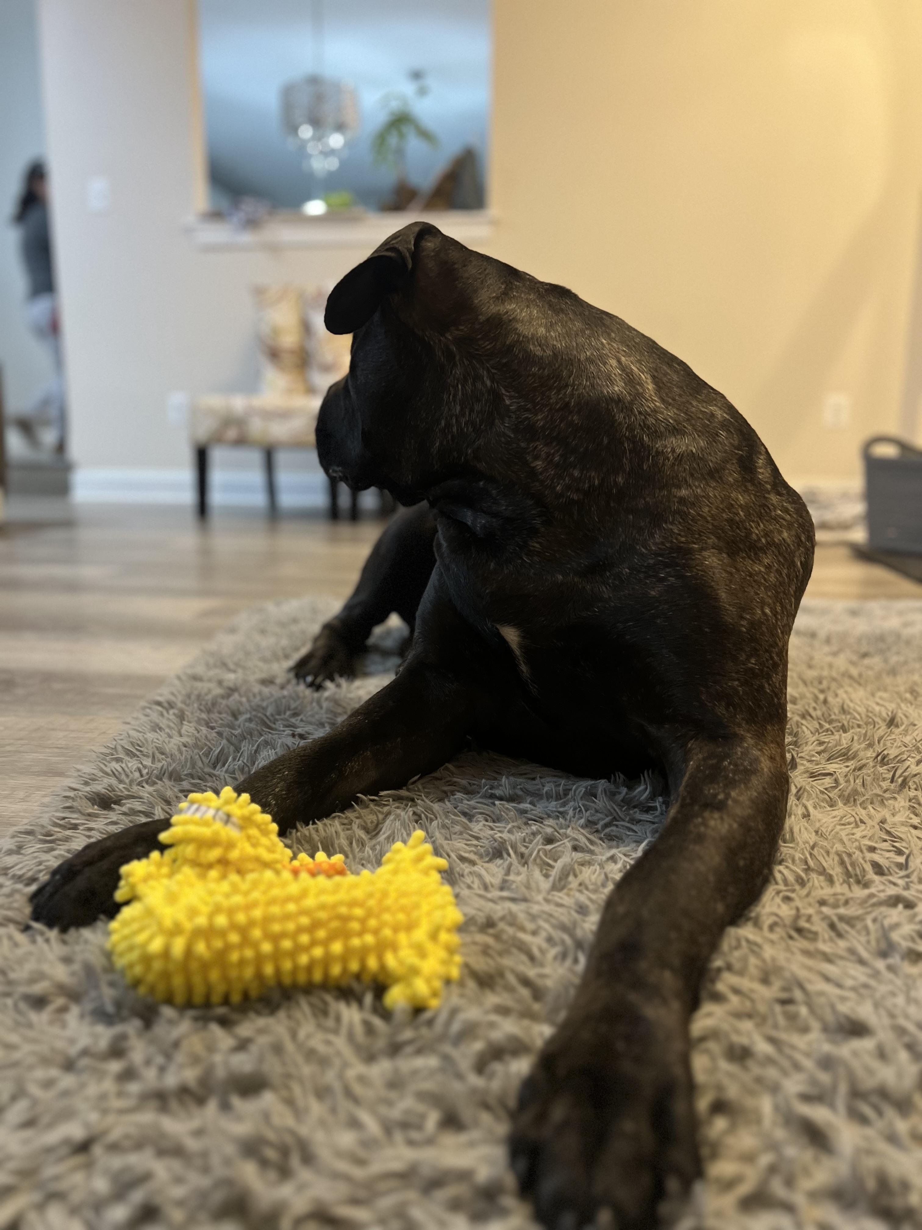 Star, a Adoptable Presa Canario in Limekiln, PA image 3/5