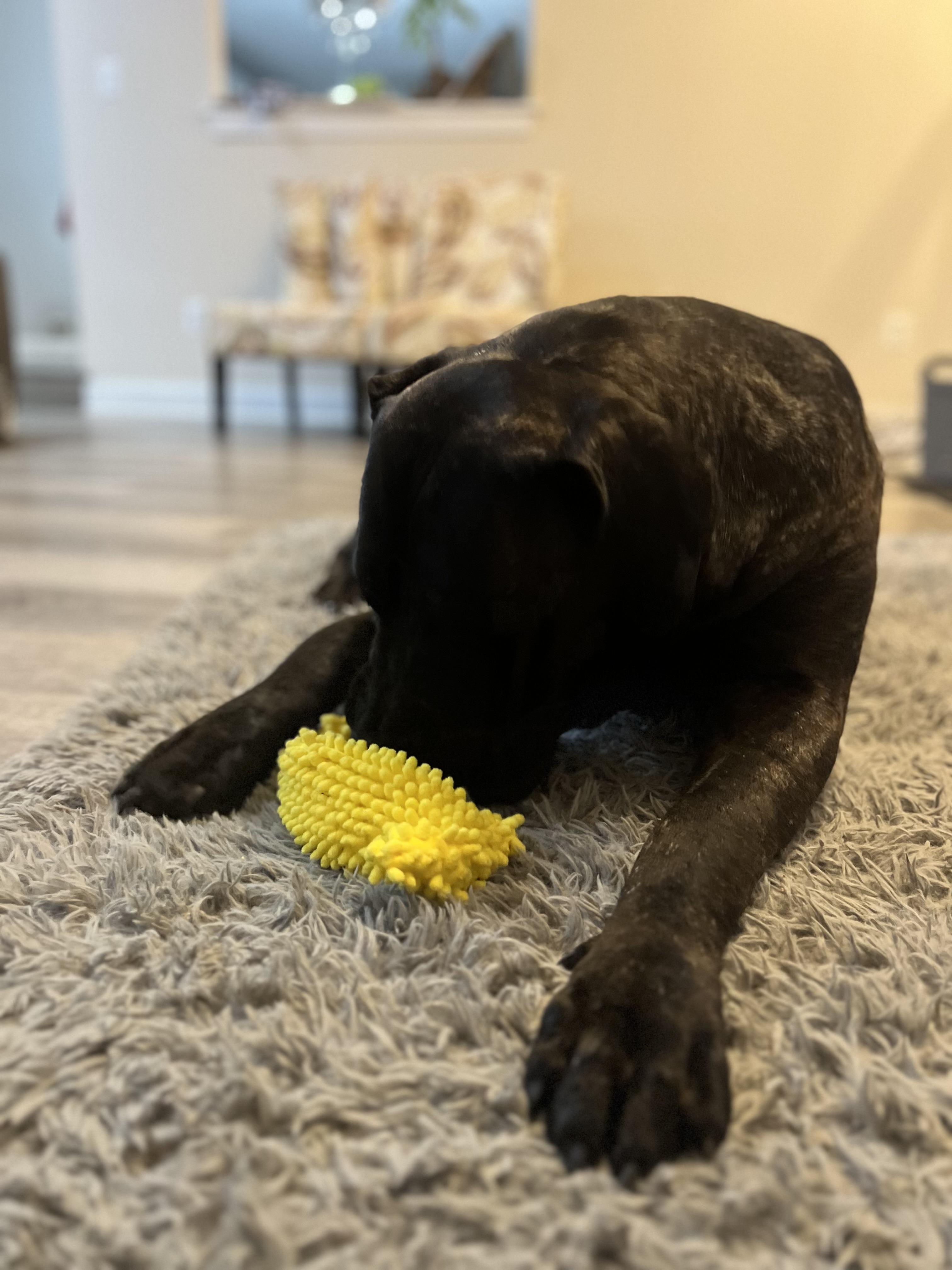 Star, a Adoptable Presa Canario in Limekiln, PA image 2/5