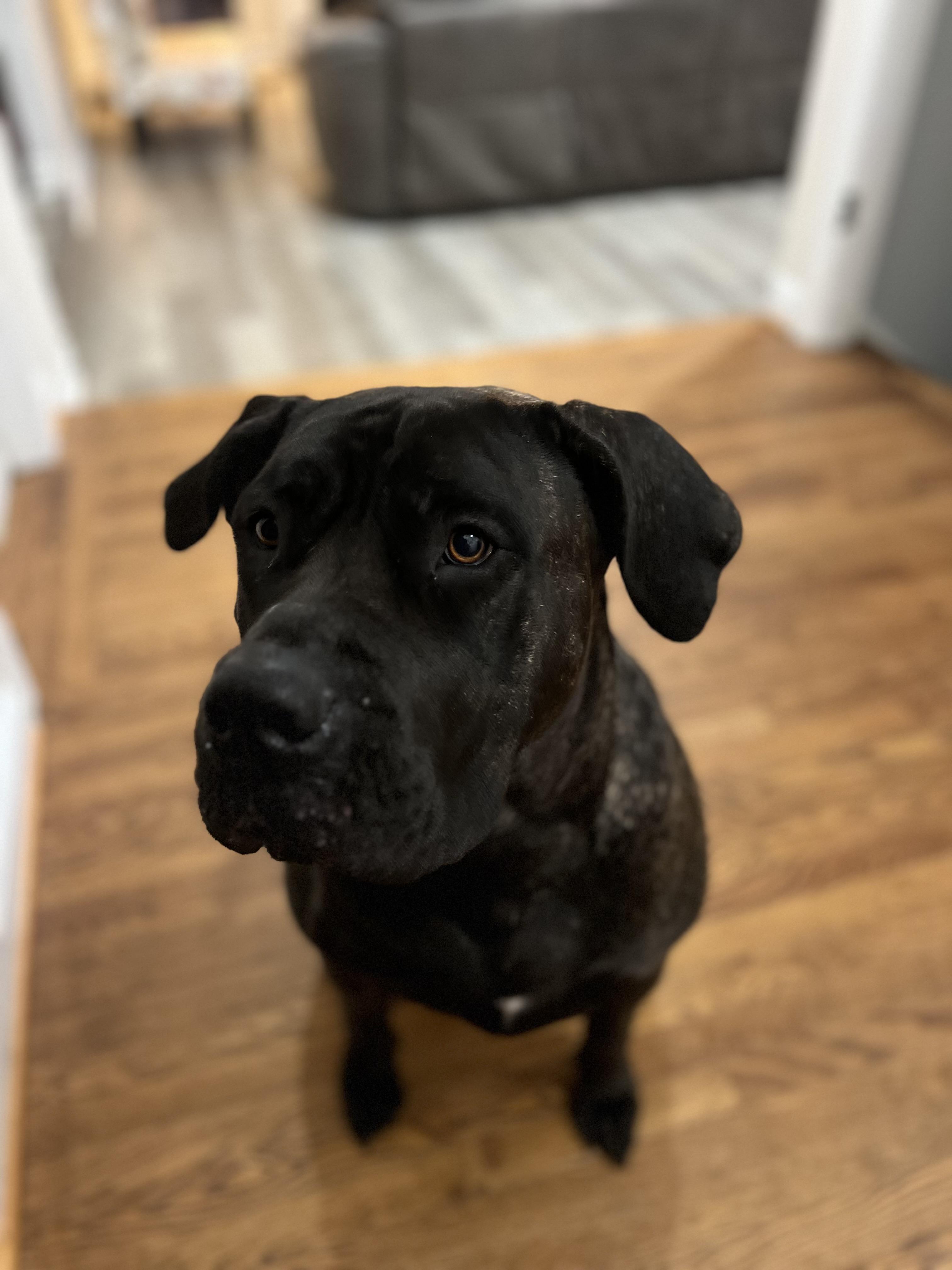 Star, a Adoptable Presa Canario in Limekiln, PA image 4/5