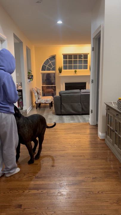 Enlarge Star, a Adoptable Presa Canario in Limekiln, PA video 5/5