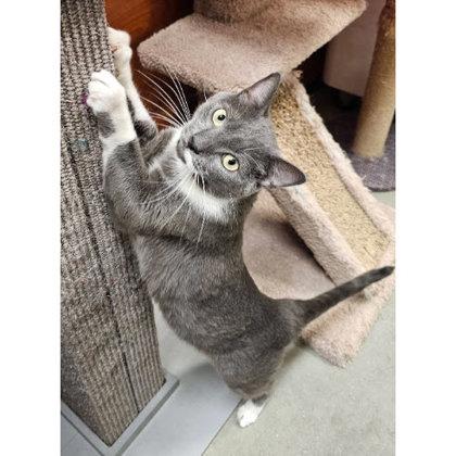 Stormi Ames, Adoptable, Adult Female Domestic Short Hair & Domestic Short Hair.