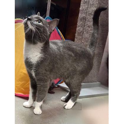 Enlarge Stormi Ames, a Adoptable mixed breed in Hudson, MA image 2/3