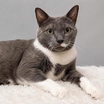 Enlarge Stormi Ames, a Adoptable mixed breed in Hudson, MA image 3/3