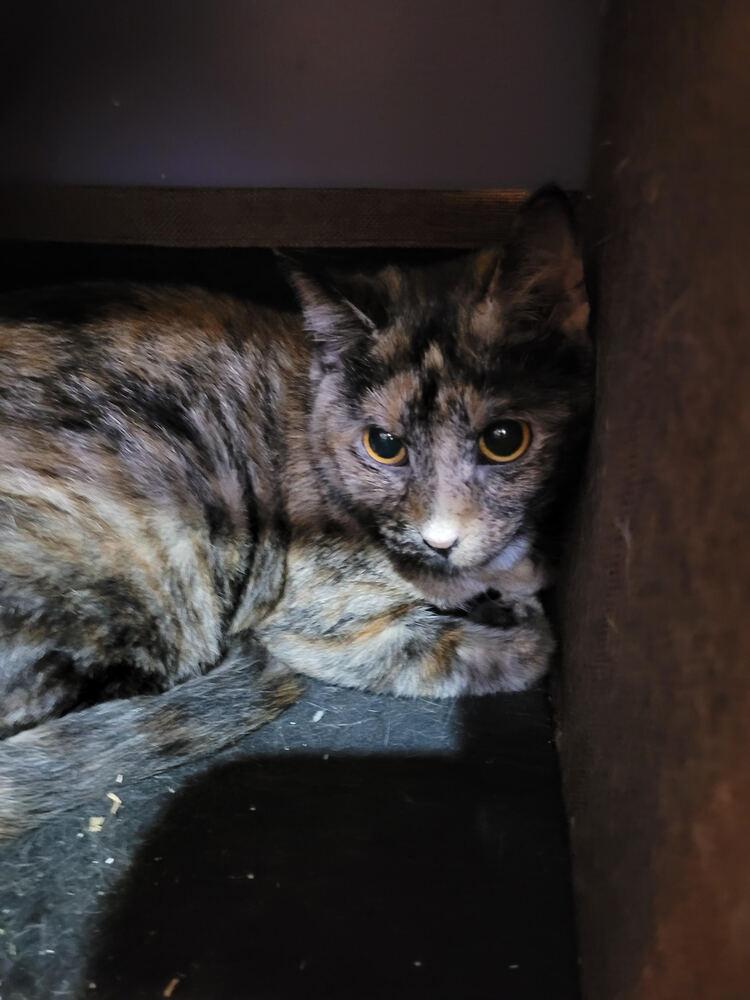 Enlarge Tag-Along, a Adoptable mixed breed in Linton, IN image 1/1