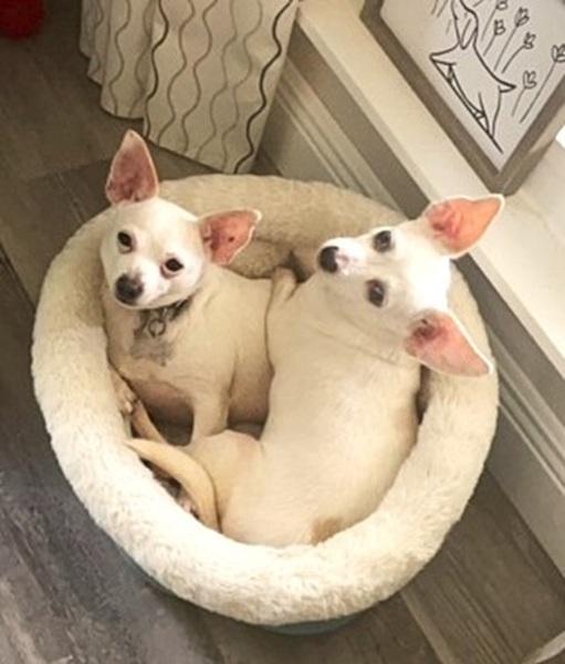 Crystal and Zoey, Adult Female Chihuahua