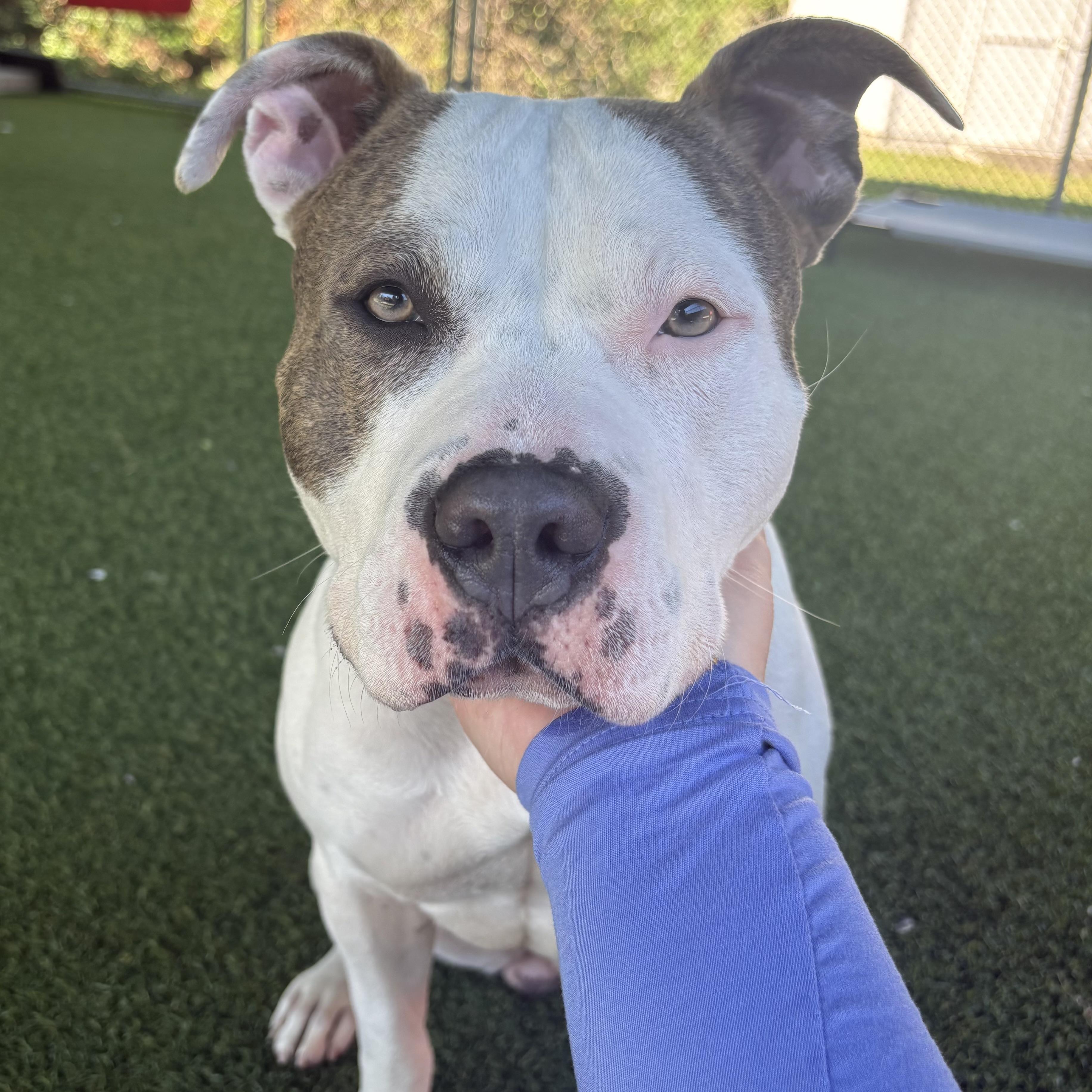 Bella Mia, Adoptable, Adult Female Pit Bull Terrier.