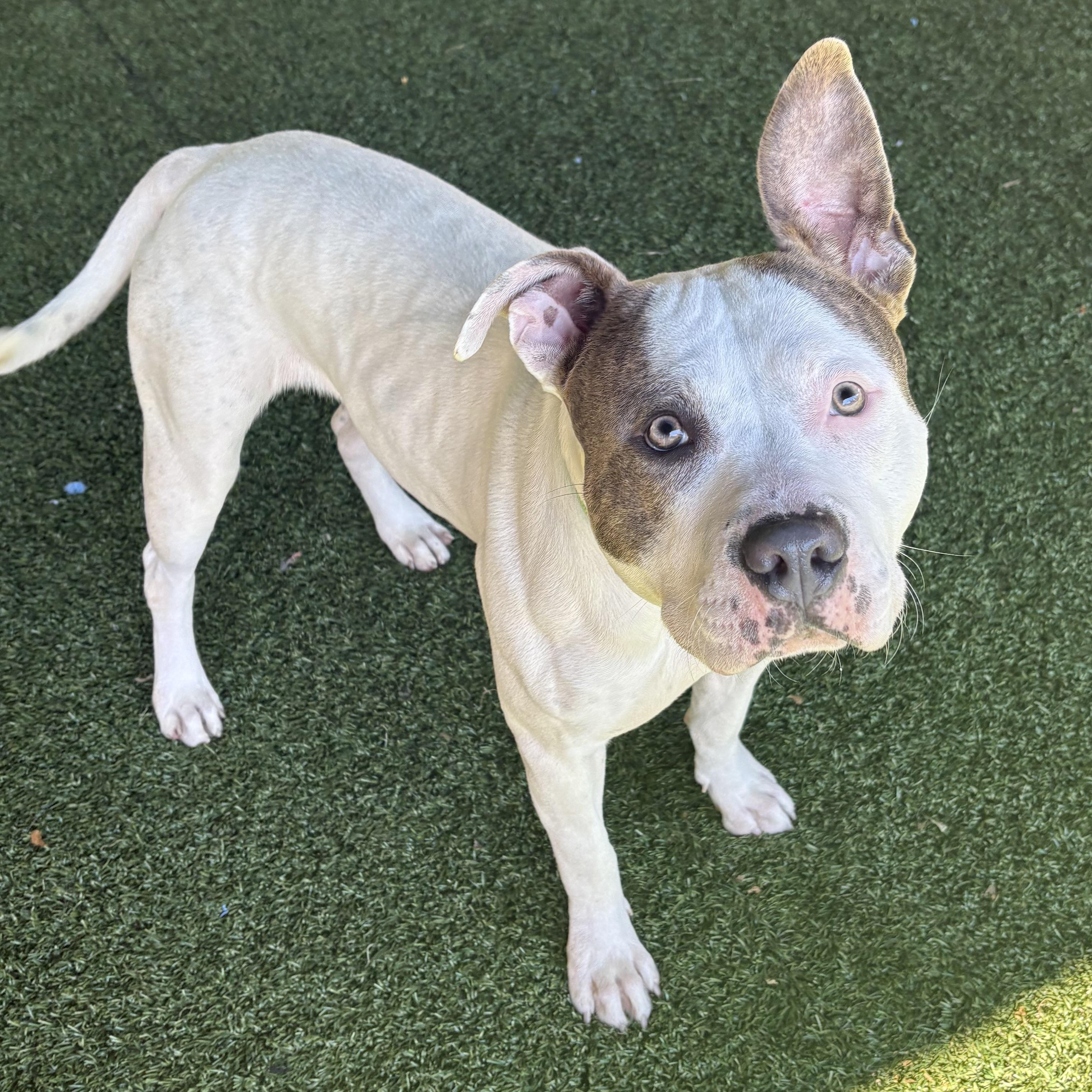 Enlarge Bella Mia, a Adoptable mixed breed in Eatontown, NJ image 5/6