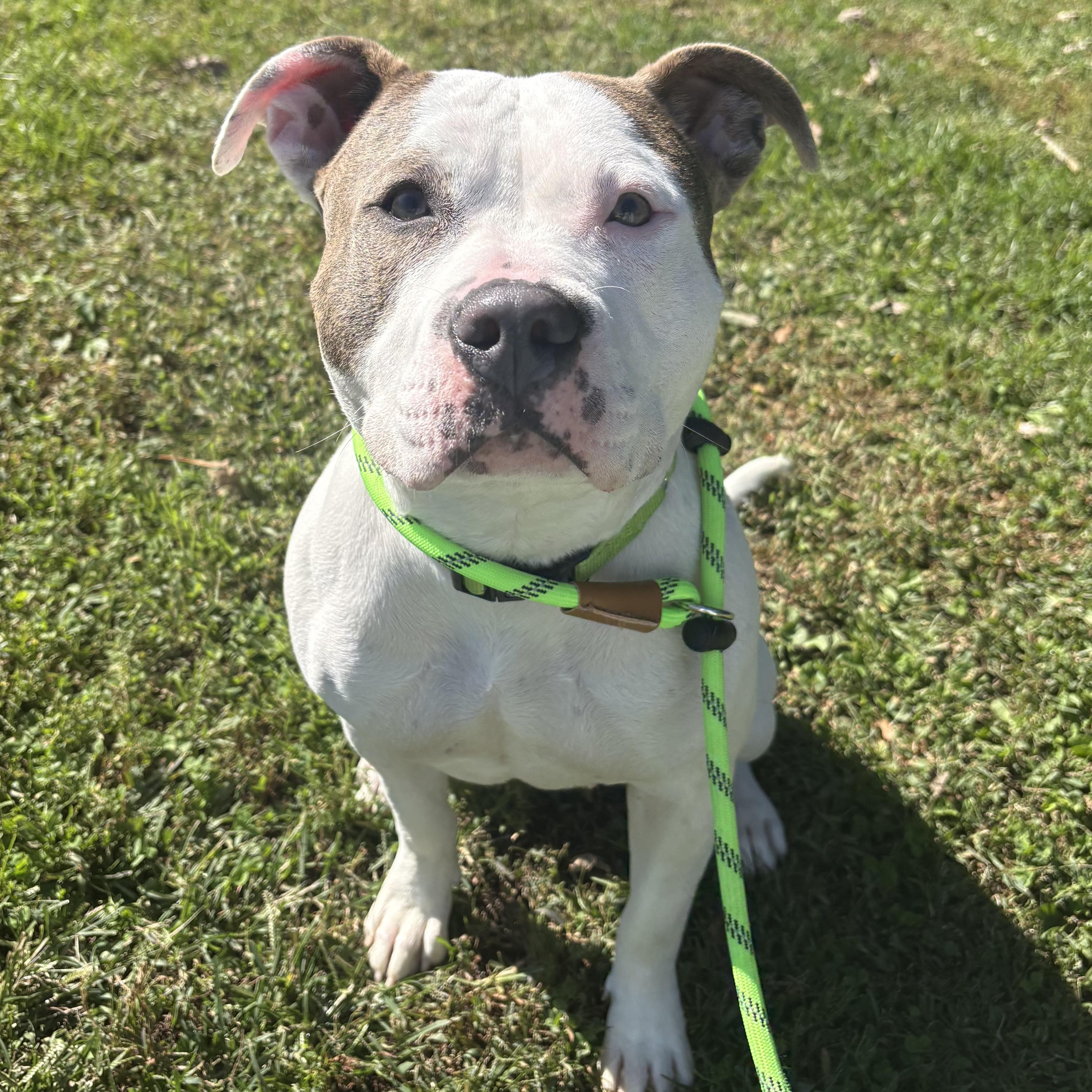 Enlarge Bella Mia, a Adoptable mixed breed in Eatontown, NJ image 3/6