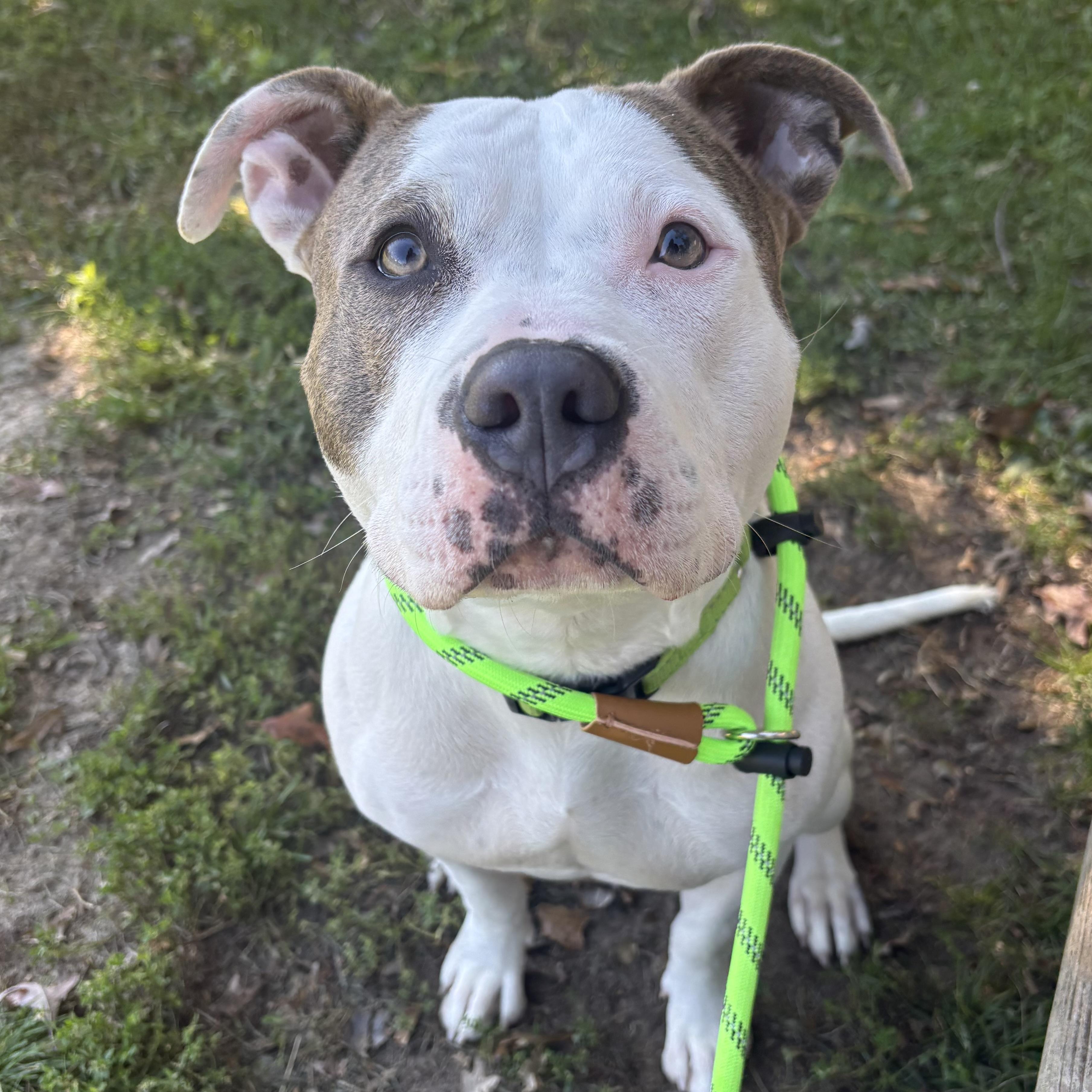 Enlarge Bella Mia, a Adoptable mixed breed in Eatontown, NJ image 2/6