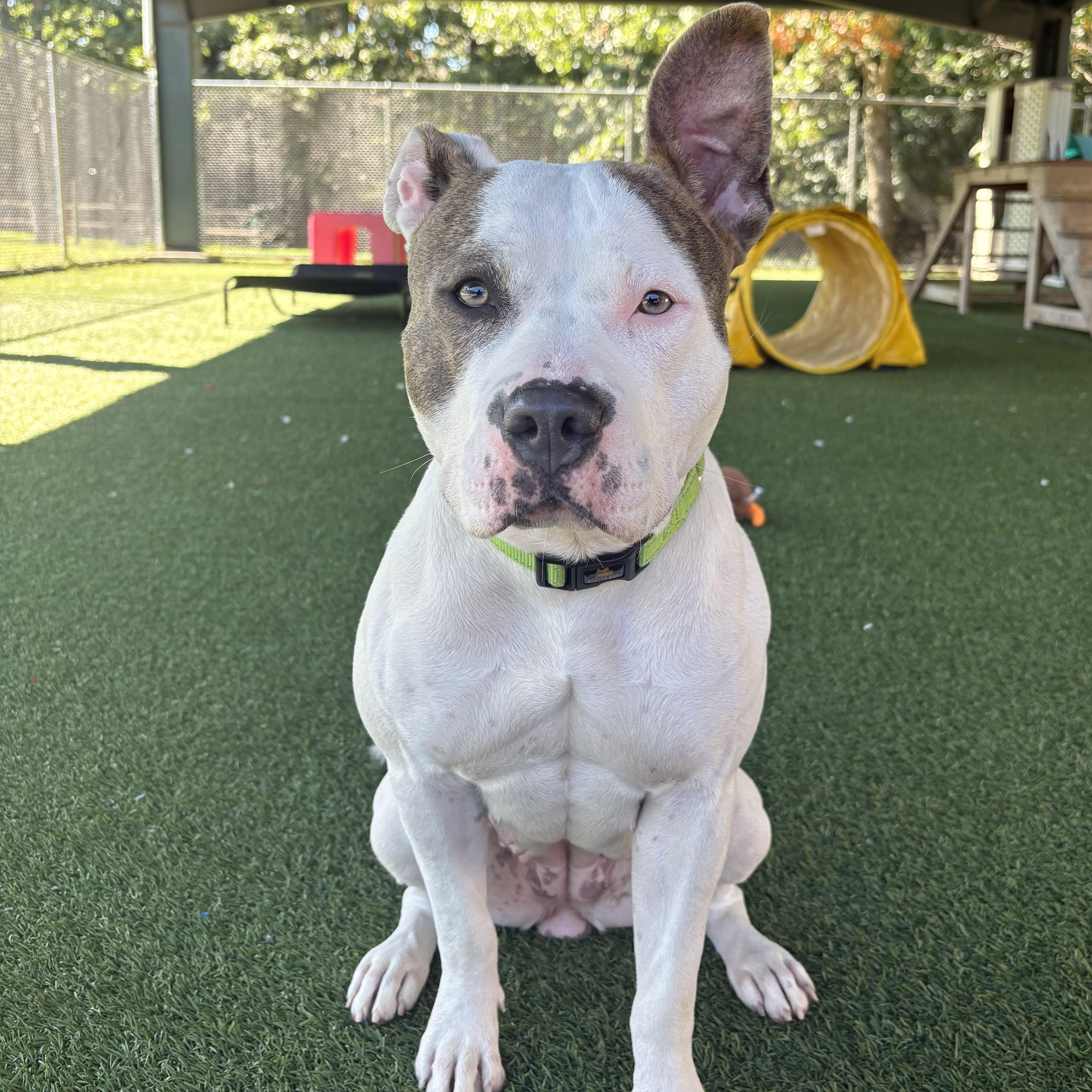 Enlarge Bella Mia, a Adoptable mixed breed in Eatontown, NJ image 4/6
