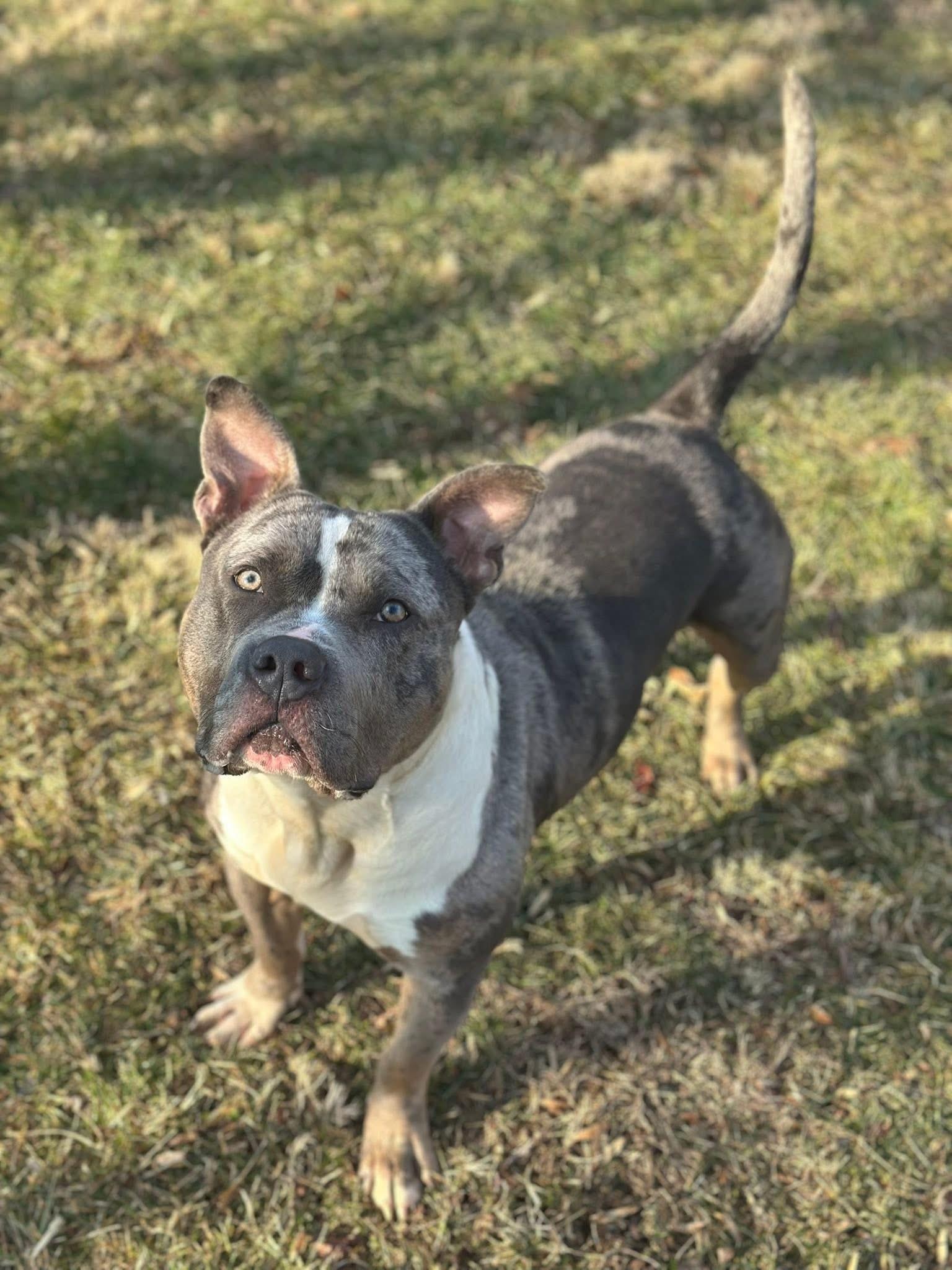 Enlarge Midas, a ADOPTABLE mixed breed in Myerstown, PA image 3/6