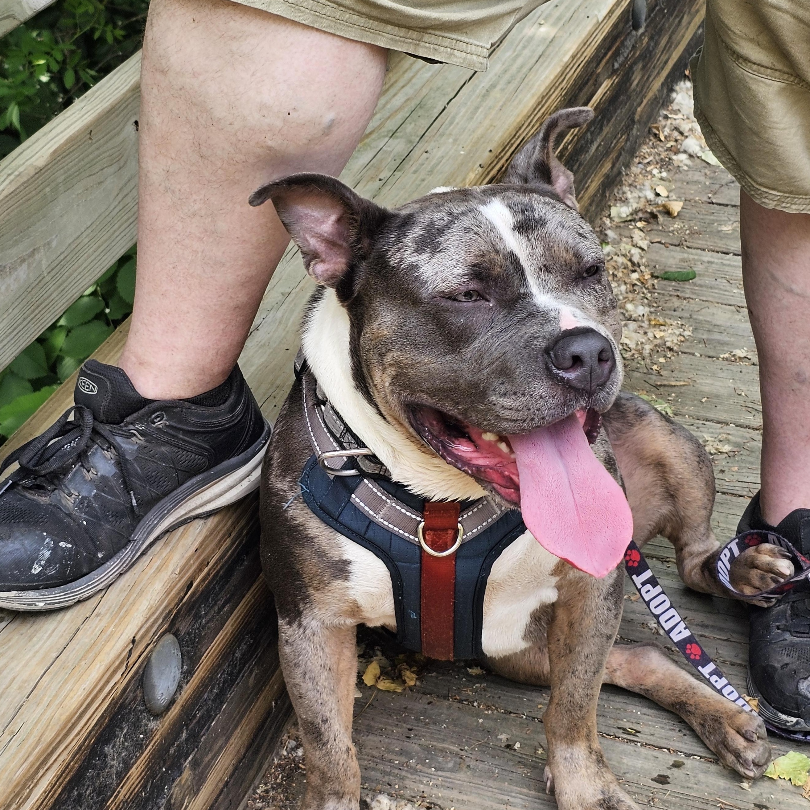 Midas, a ADOPTABLE mixed breed in Myerstown, PA image 2/6