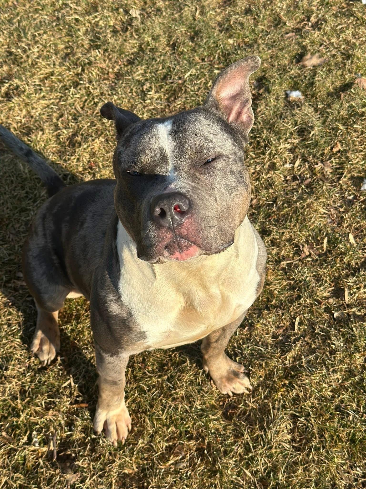 Enlarge Midas, a ADOPTABLE mixed breed in Myerstown, PA image 4/6