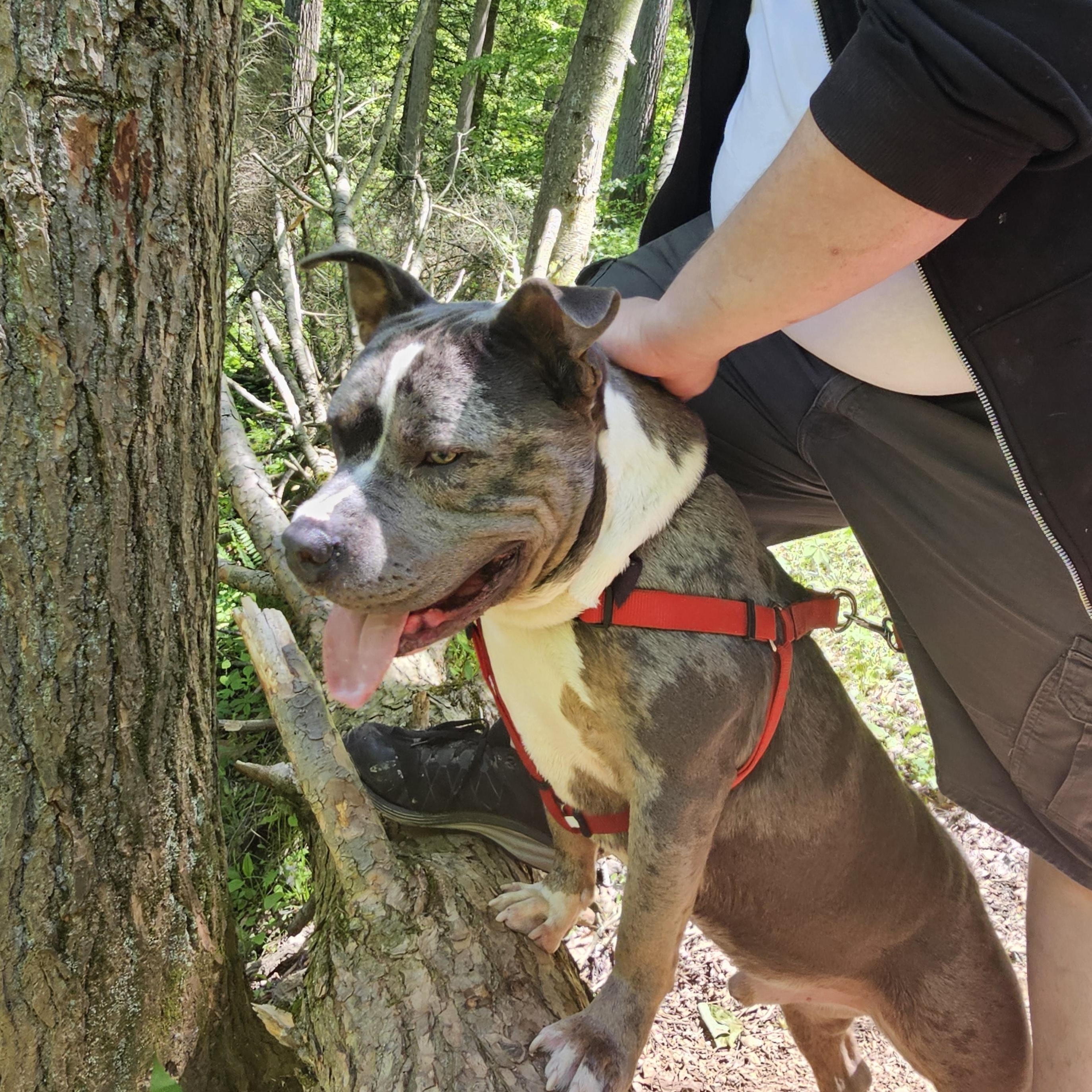 Midas, a ADOPTABLE mixed breed in Myerstown, PA image 3/6