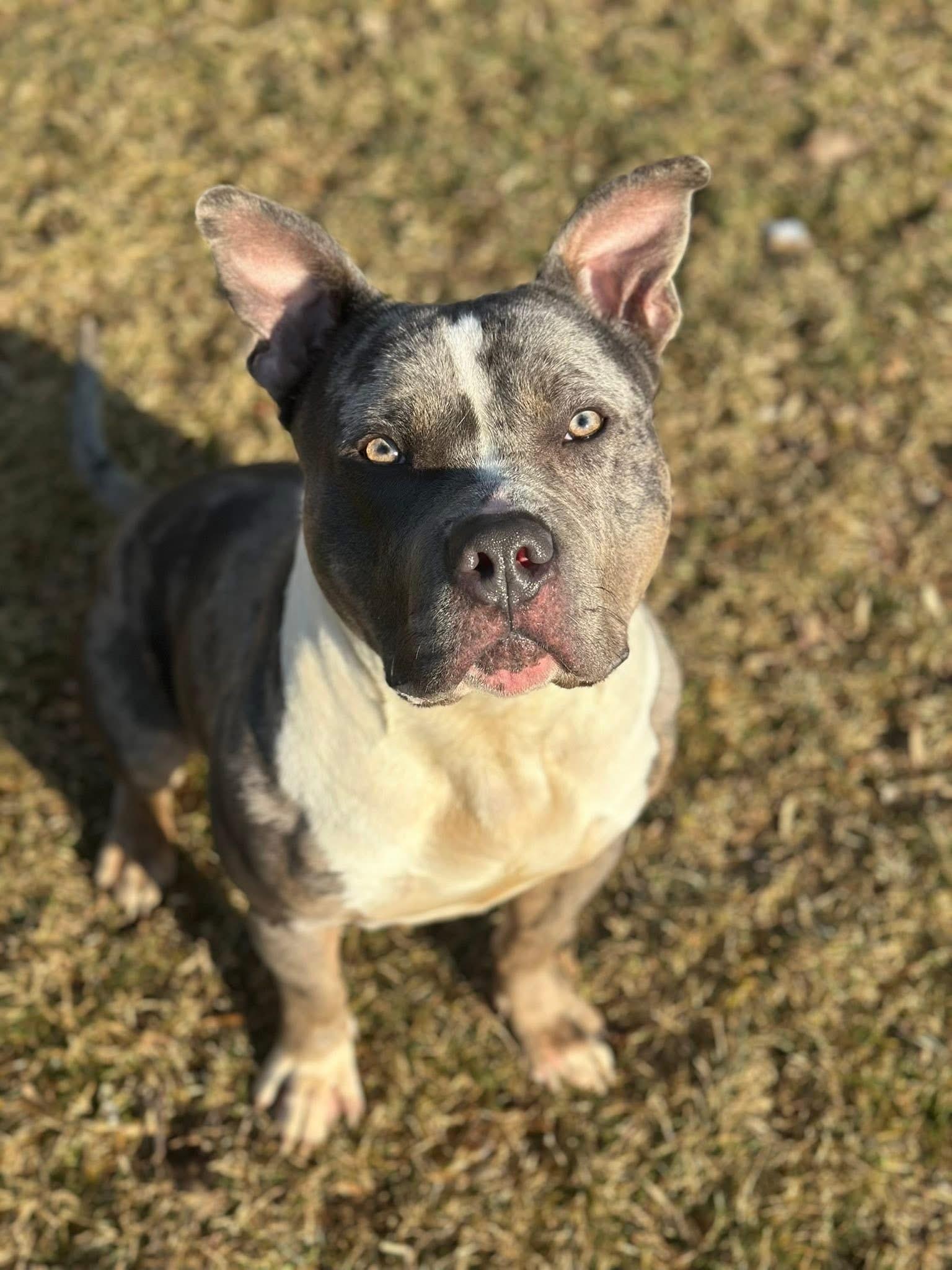 Enlarge Midas, a ADOPTABLE mixed breed in Myerstown, PA image 1/6