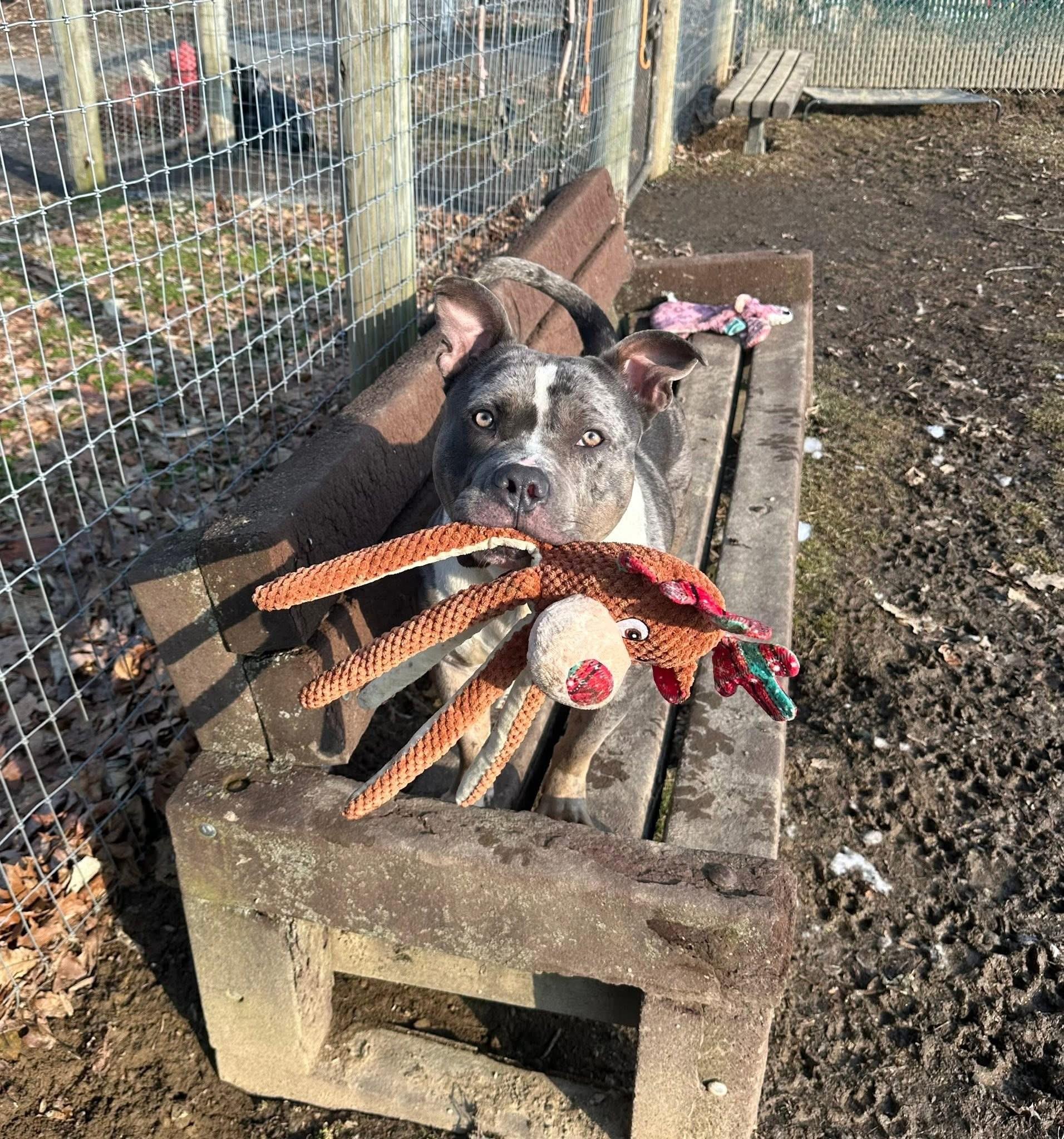 Enlarge Midas, a ADOPTABLE mixed breed in Myerstown, PA image 6/6