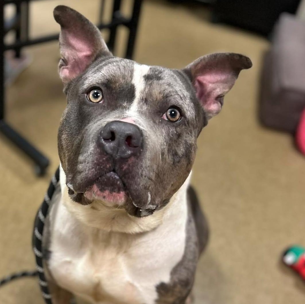 Midas, ADOPTABLE, Adult Male American Staffordshire Terrier.