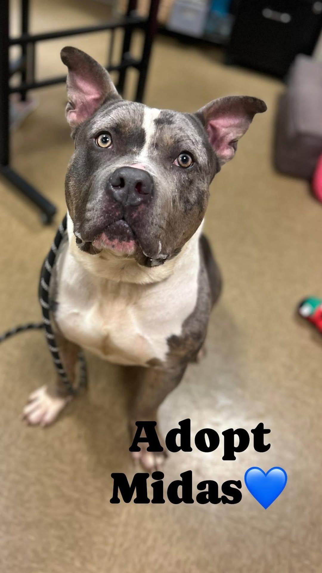 Enlarge Midas, a ADOPTABLE mixed breed in Myerstown, PA image 2/6