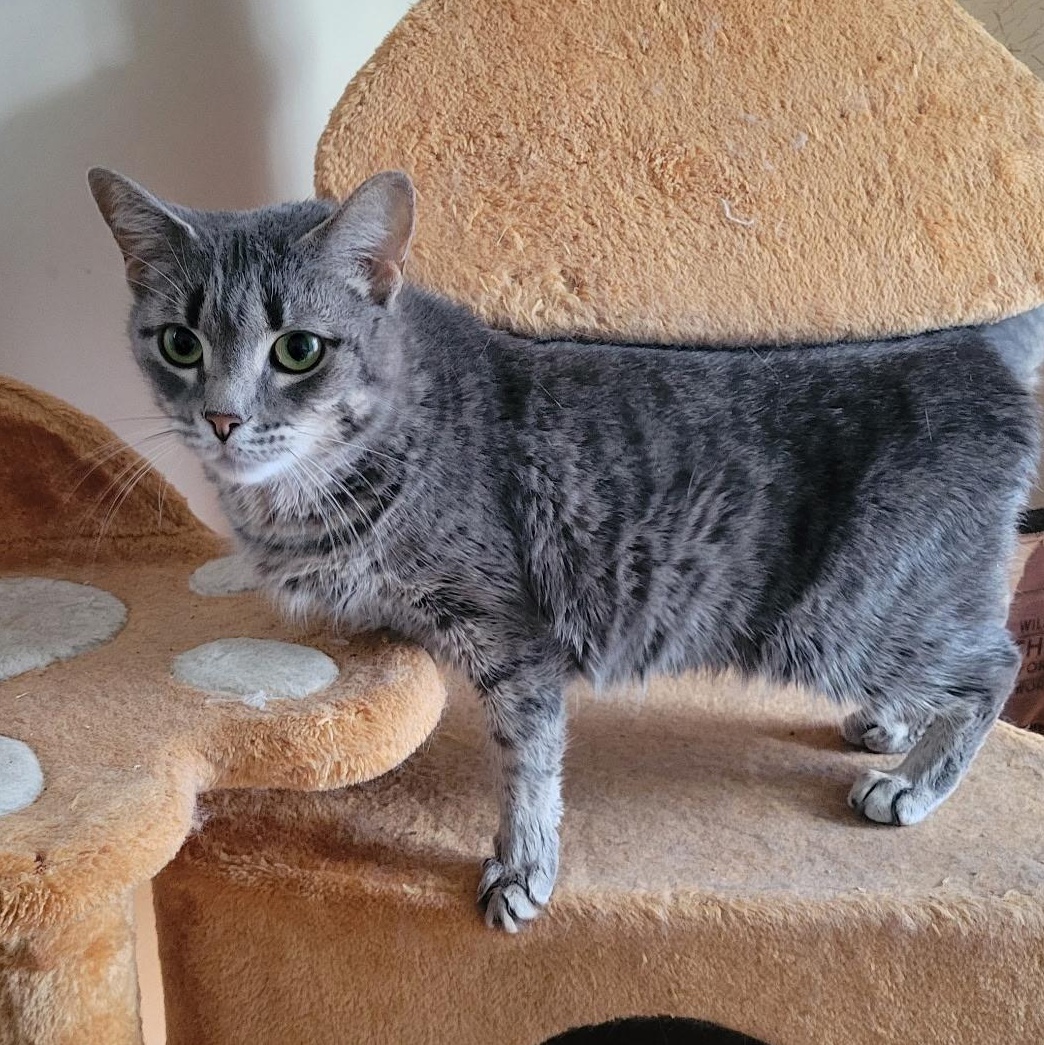 Enlarge Chili Charlie, a Adoptable Domestic Short Hair in Syracuse, NY image 6/6