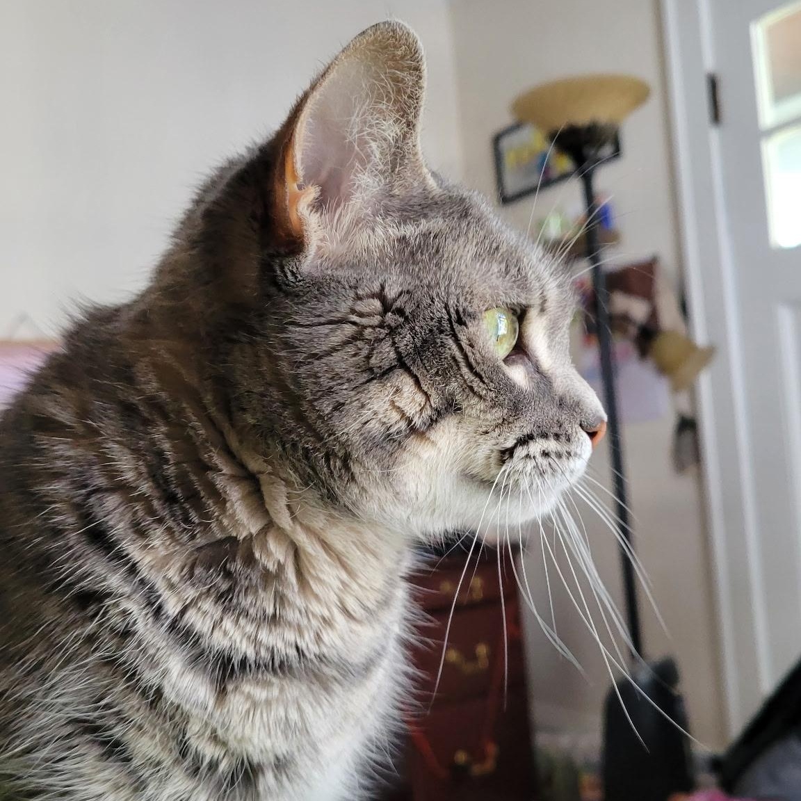 Enlarge Chili Charlie, a Adoptable Domestic Short Hair in Syracuse, NY image 4/6