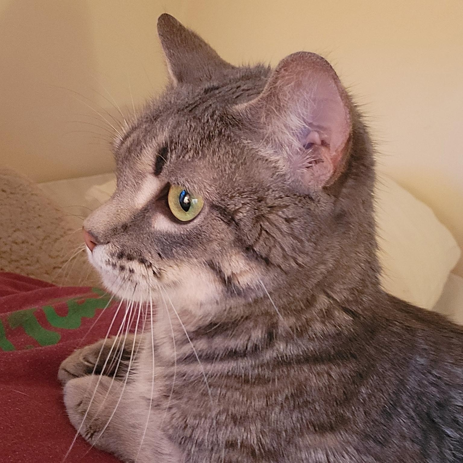 Enlarge Chili Charlie, a Adoptable Domestic Short Hair in Syracuse, NY image 5/6