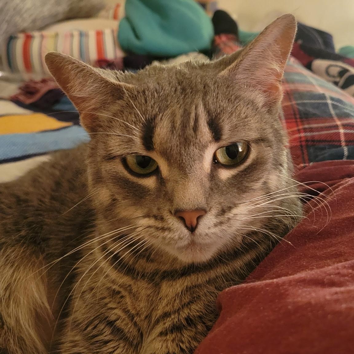 Enlarge Chili Charlie, a Adoptable Domestic Short Hair in Syracuse, NY image 3/6